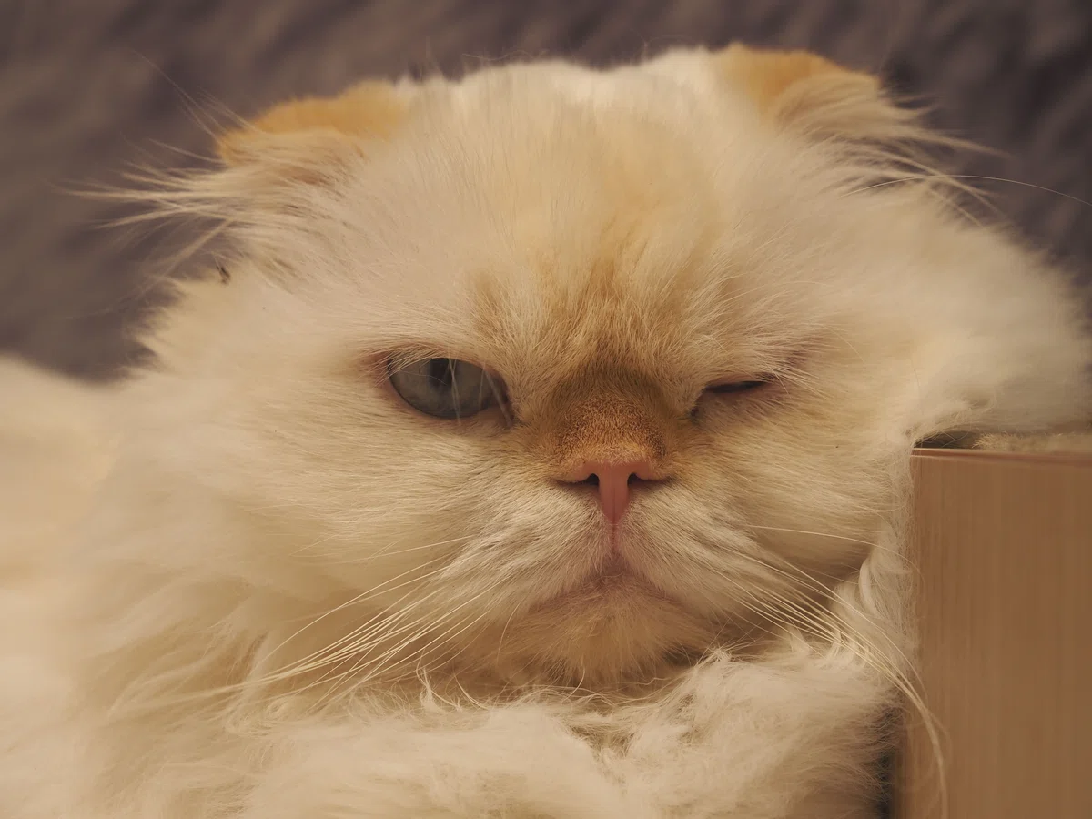 猫カフェ、MOCHA(モカ)の猫写真27