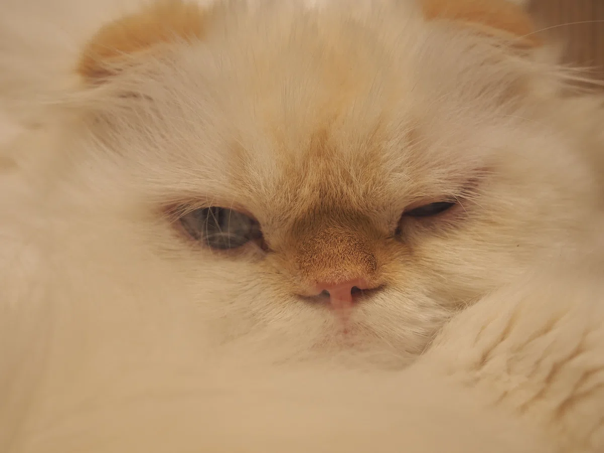 猫カフェ、MOCHA(モカ)の猫写真26