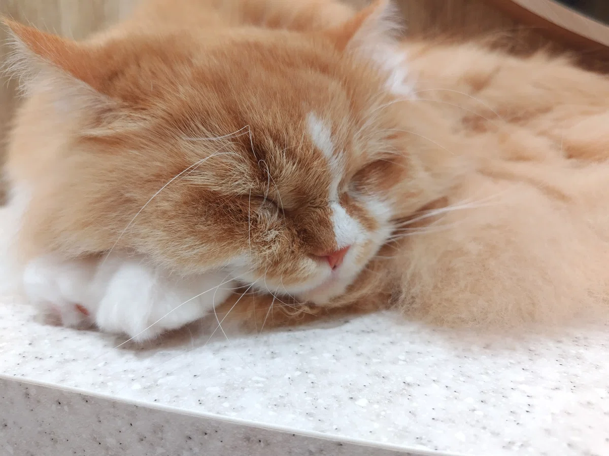 猫カフェ、MOCHA(モカ)の猫写真28