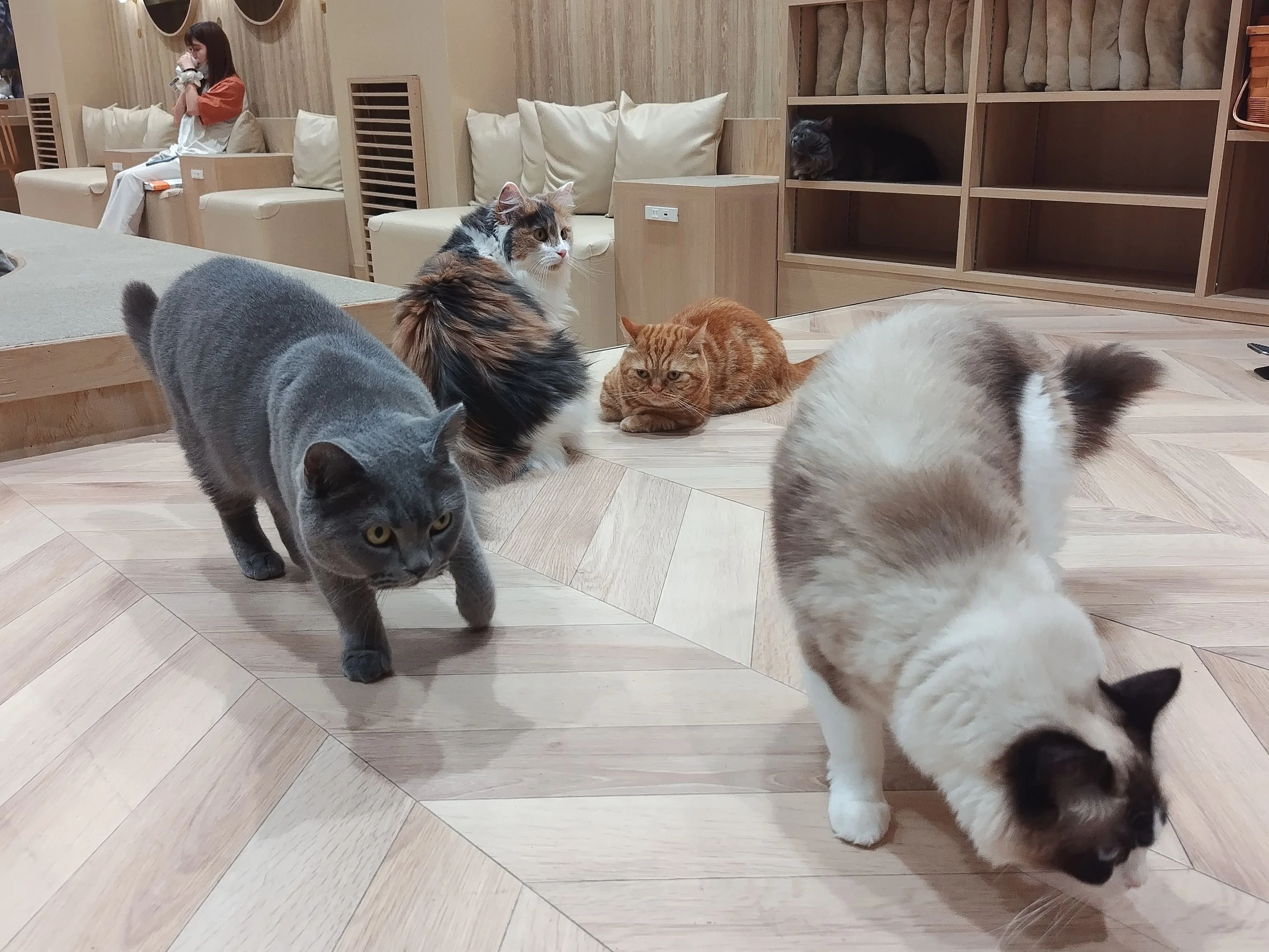 猫カフェモカ（MOCHA）のモカにゃんず♂｜M_ayumi