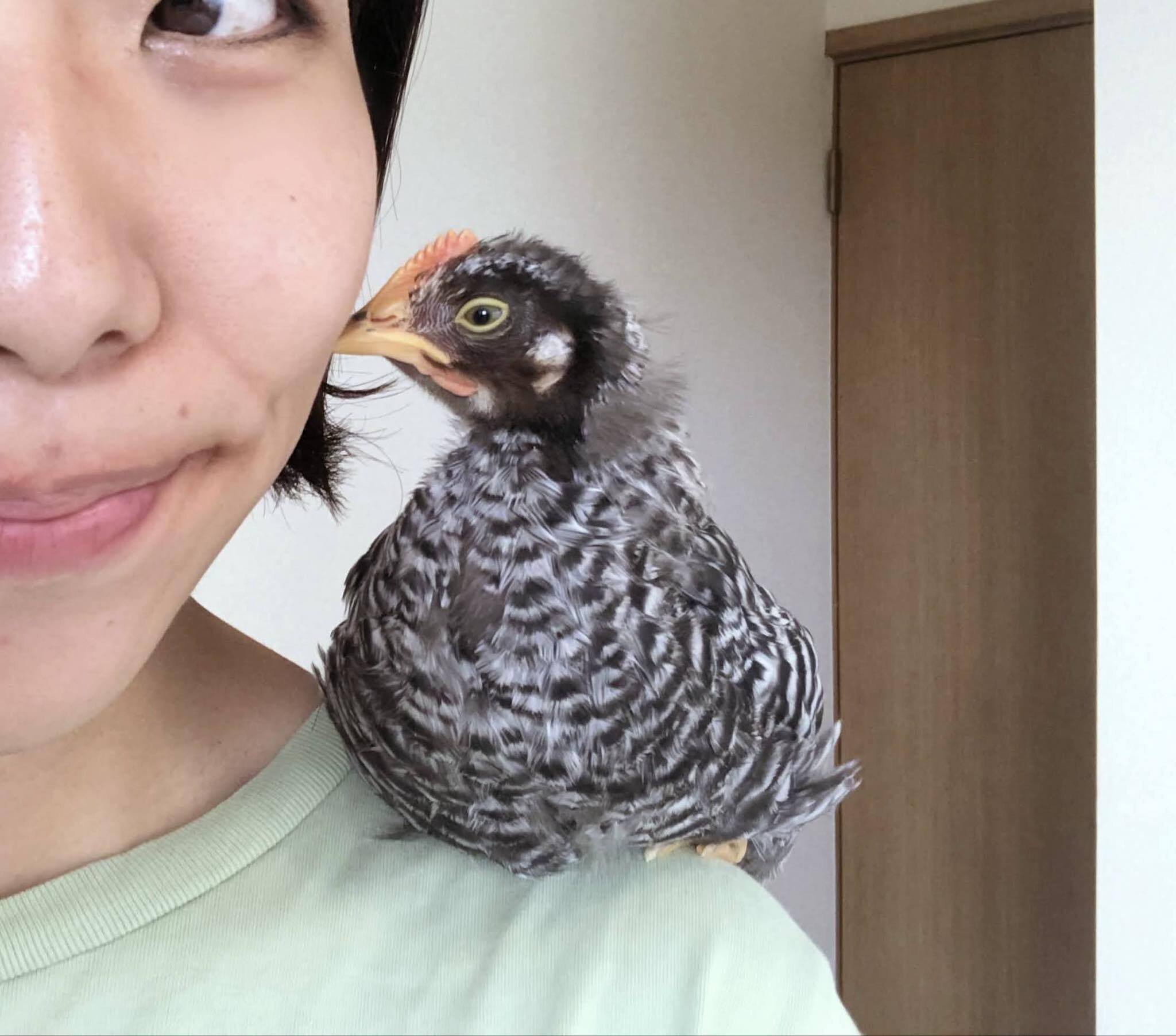 0歳の娘とニワトリ4羽を連れたひとり親移住。ビーガン料理のキッチン