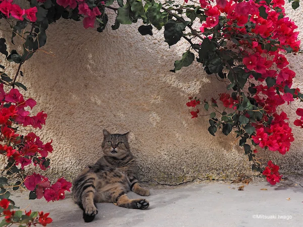 世界の猫案内―写真家・岩合光昭さん―｜ヤマト運輸公式note