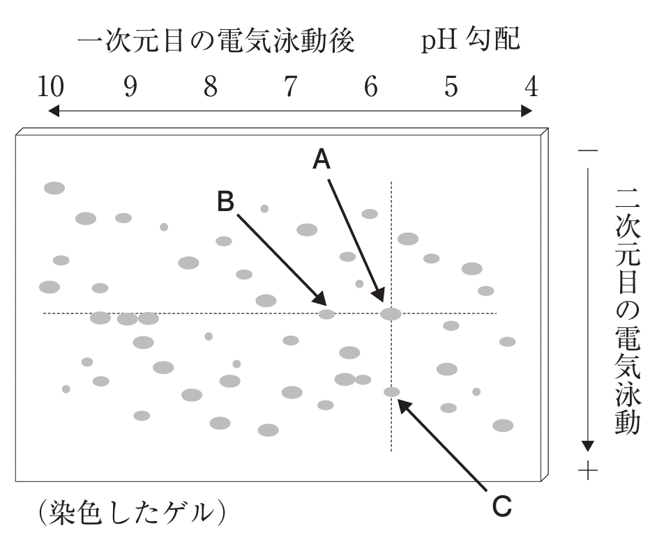 薬剤師国家試験問題 弱点克服問題集 薬ゼミ 108回 白問 2025年最新】薬学ゼミナール 白問の人気アイテム - メルカリ