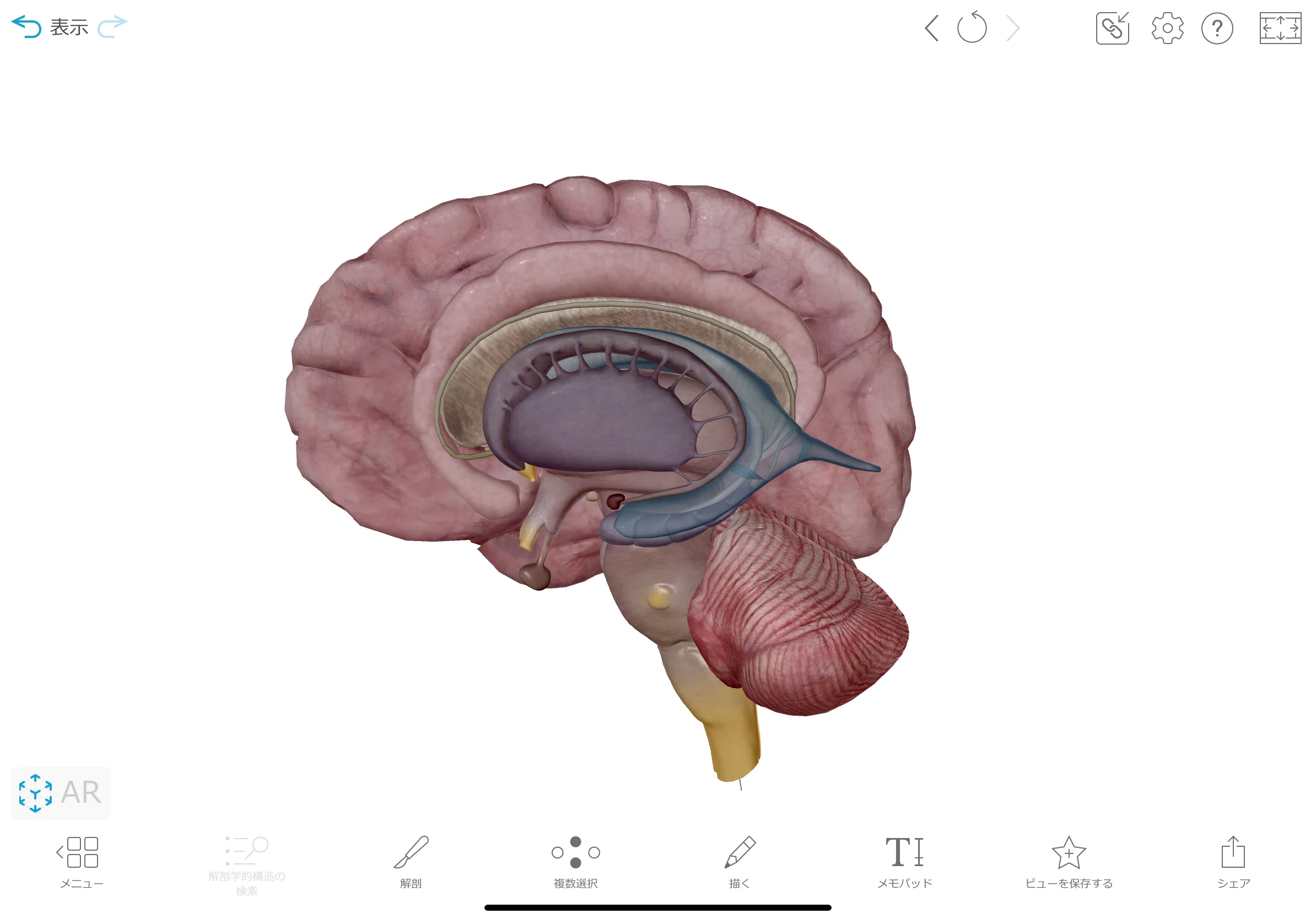 鶏 解剖レポート ニワトリの解剖 グロ注意 ちひろ先生の理科実験教室