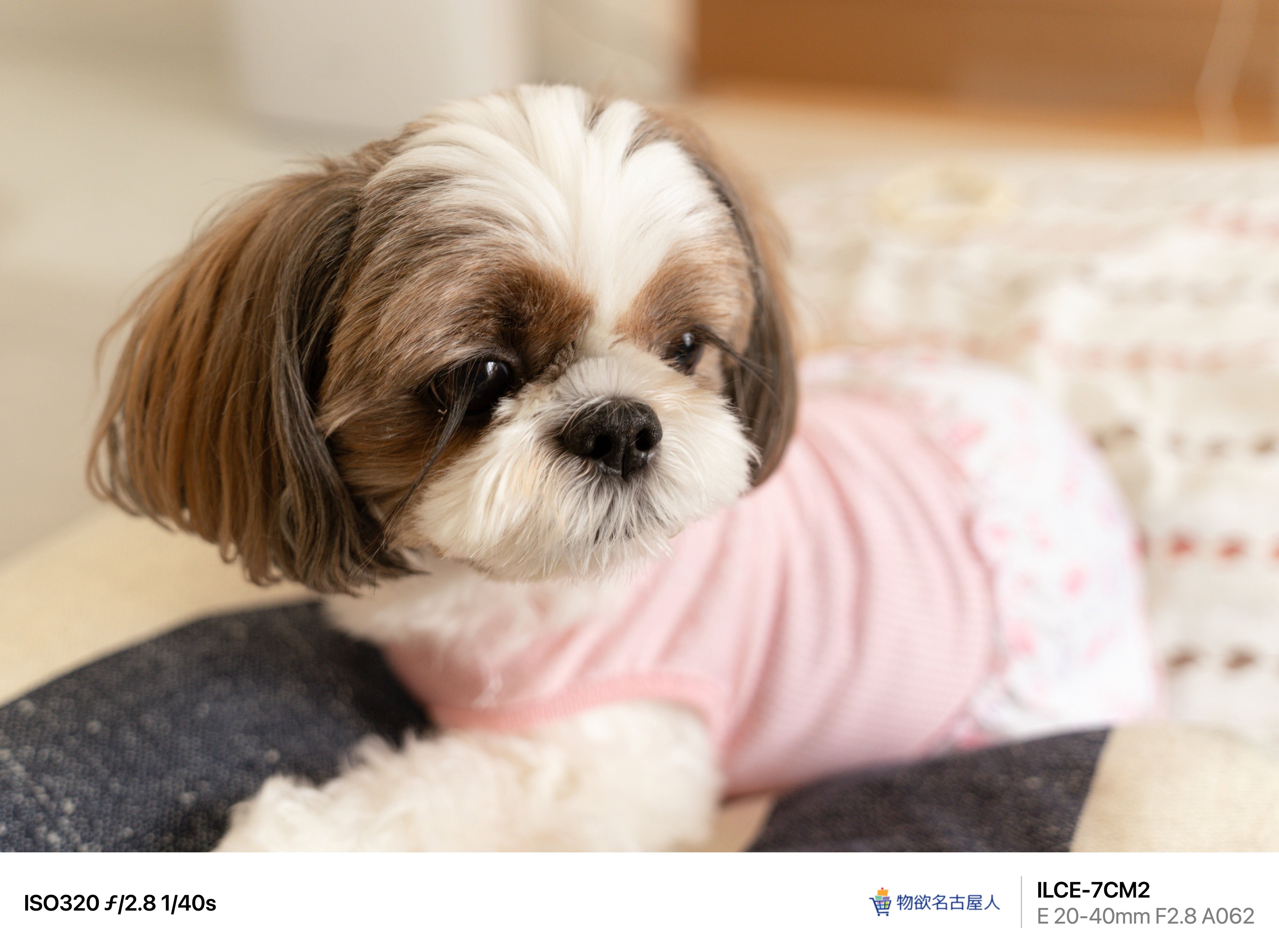 PhotoLog #163】ココちゃん寝る SONY α7CII / TAMRON 20-40mm F/2.8 Di