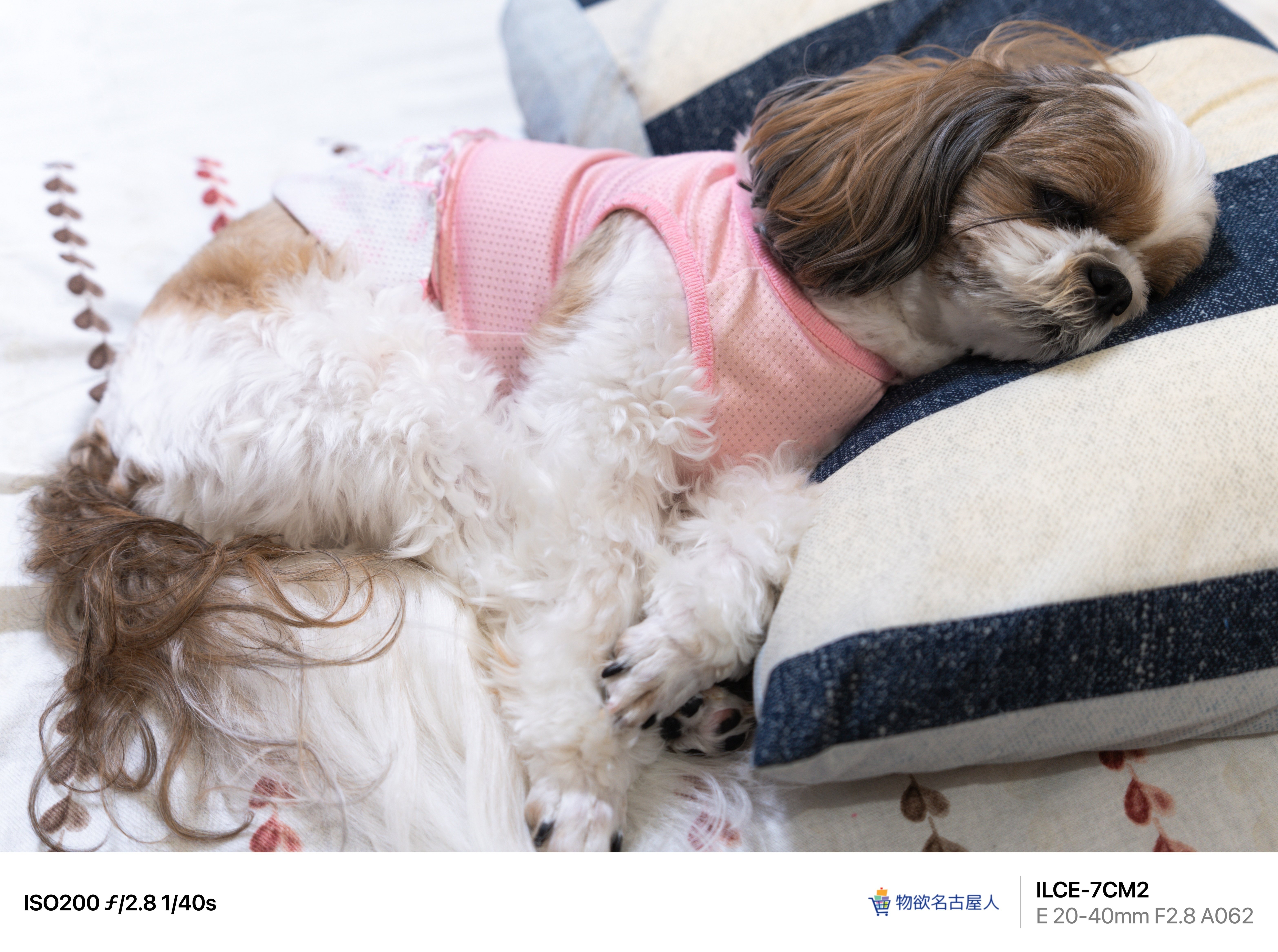 PhotoLog #163】ココちゃん寝る SONY α7CII / TAMRON 20-40mm F/2.8 Di