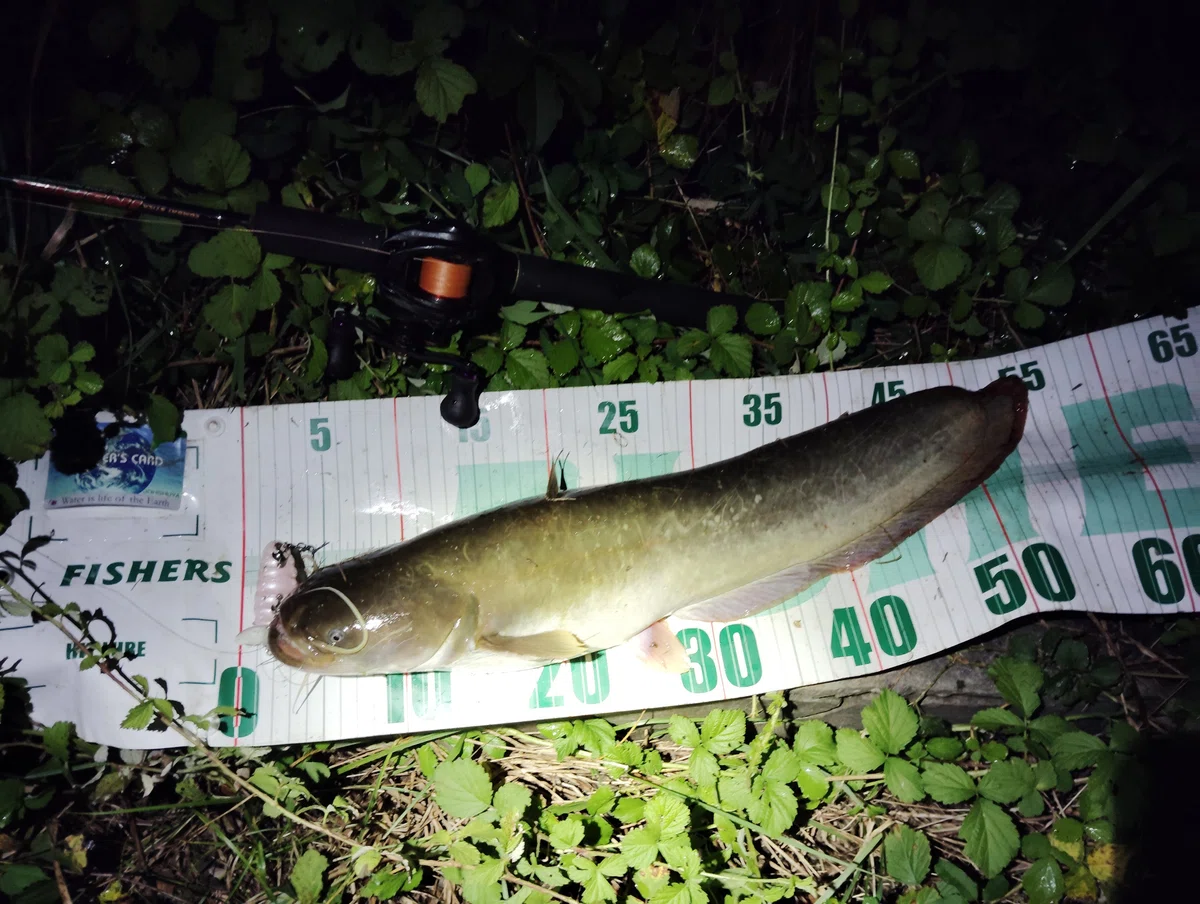 I went catfish fishing and caught a lunker bass｜サウンドオブビッグフィッシュ