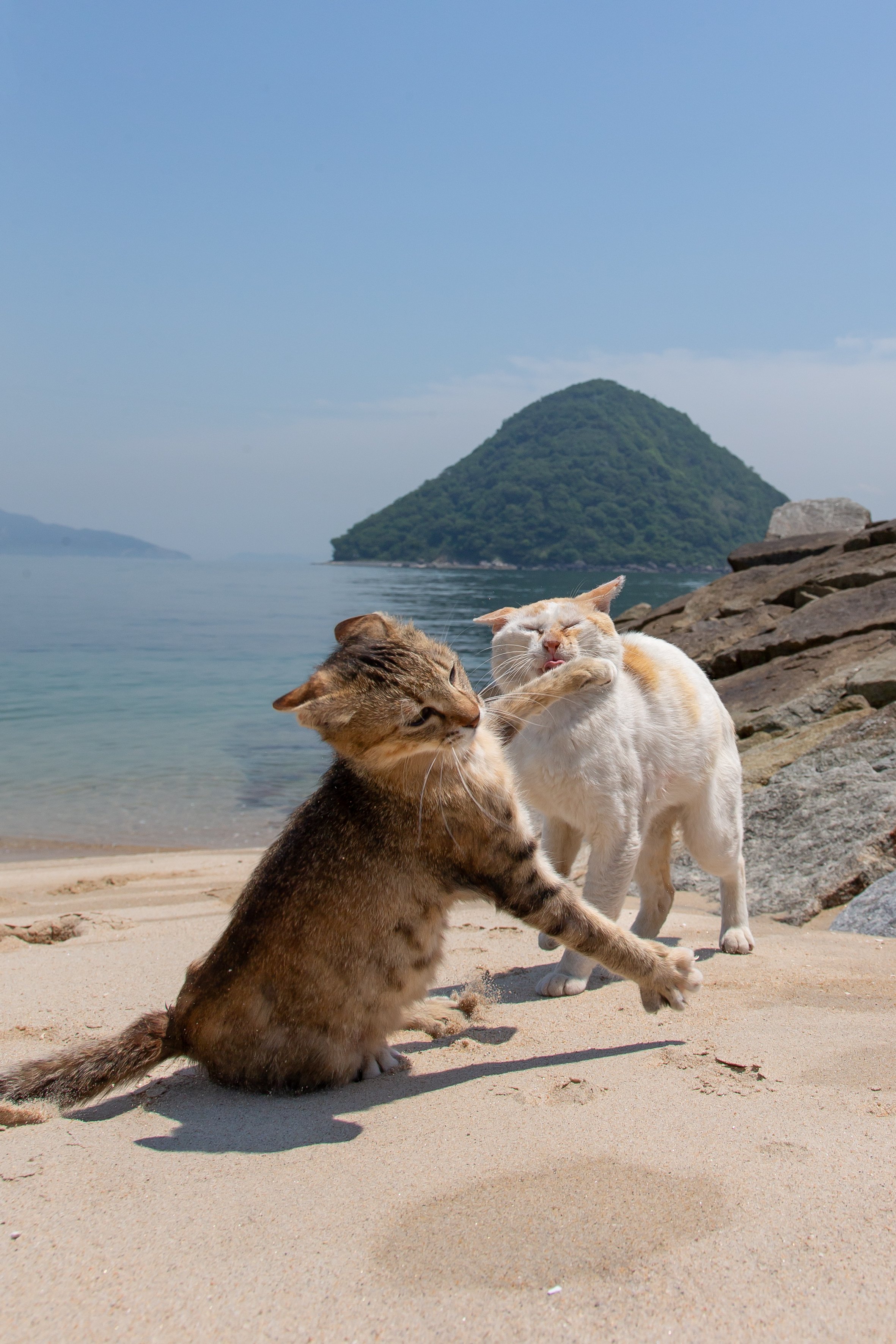 切っても切れない大事な島｜沖昌之（猫写真家）｜ほんのひととき