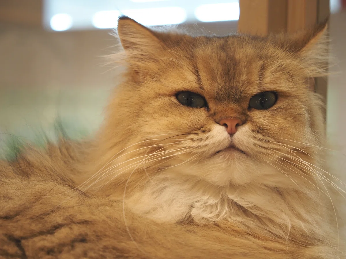 猫カフェ、MOCHA（モカ）の猫の写真２