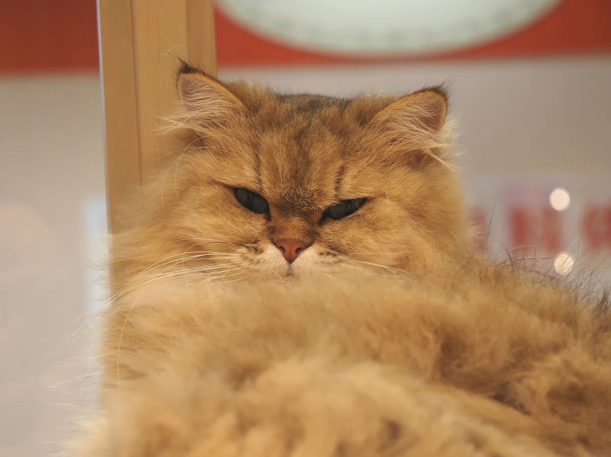 猫カフェ、MOCHA（モカ）の猫の写真１