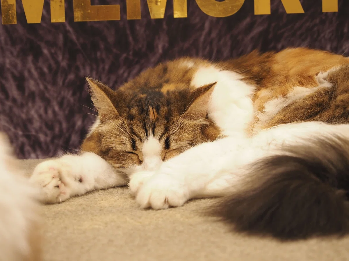 猫カフェ、MOCHA（モカ）の猫の写真４