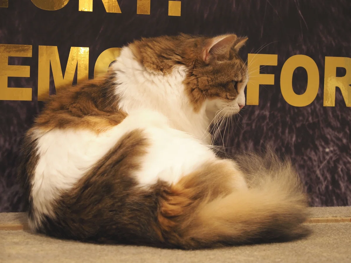 猫カフェ、MOCHA（モカ）の猫の写真５