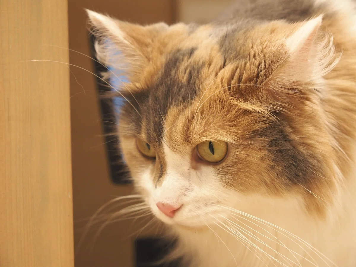 猫カフェ、MOCHA（モカ）の猫の写真７
