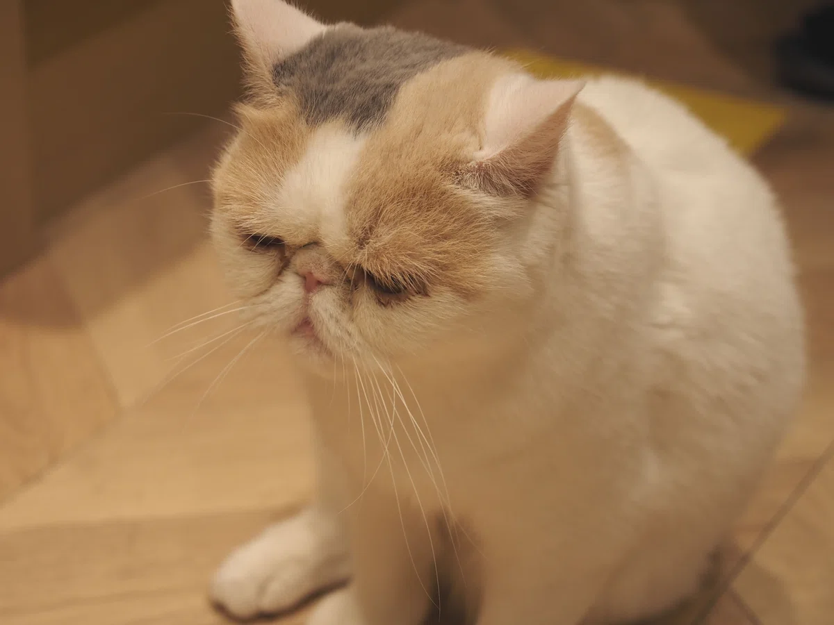 猫カフェ、MOCHA（モカ）の猫の写真９