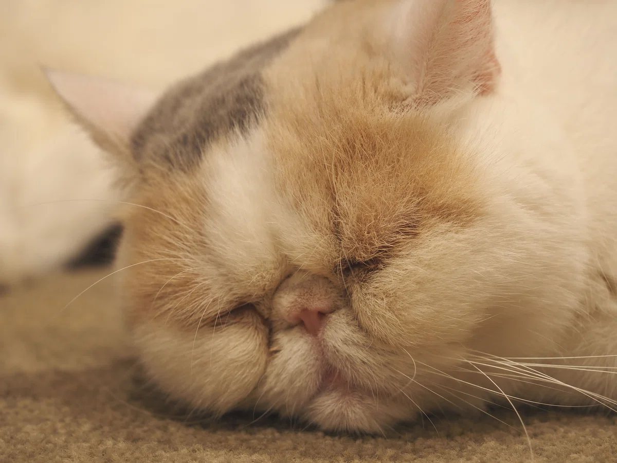 猫カフェ、MOCHA（モカ）の猫の写真１２