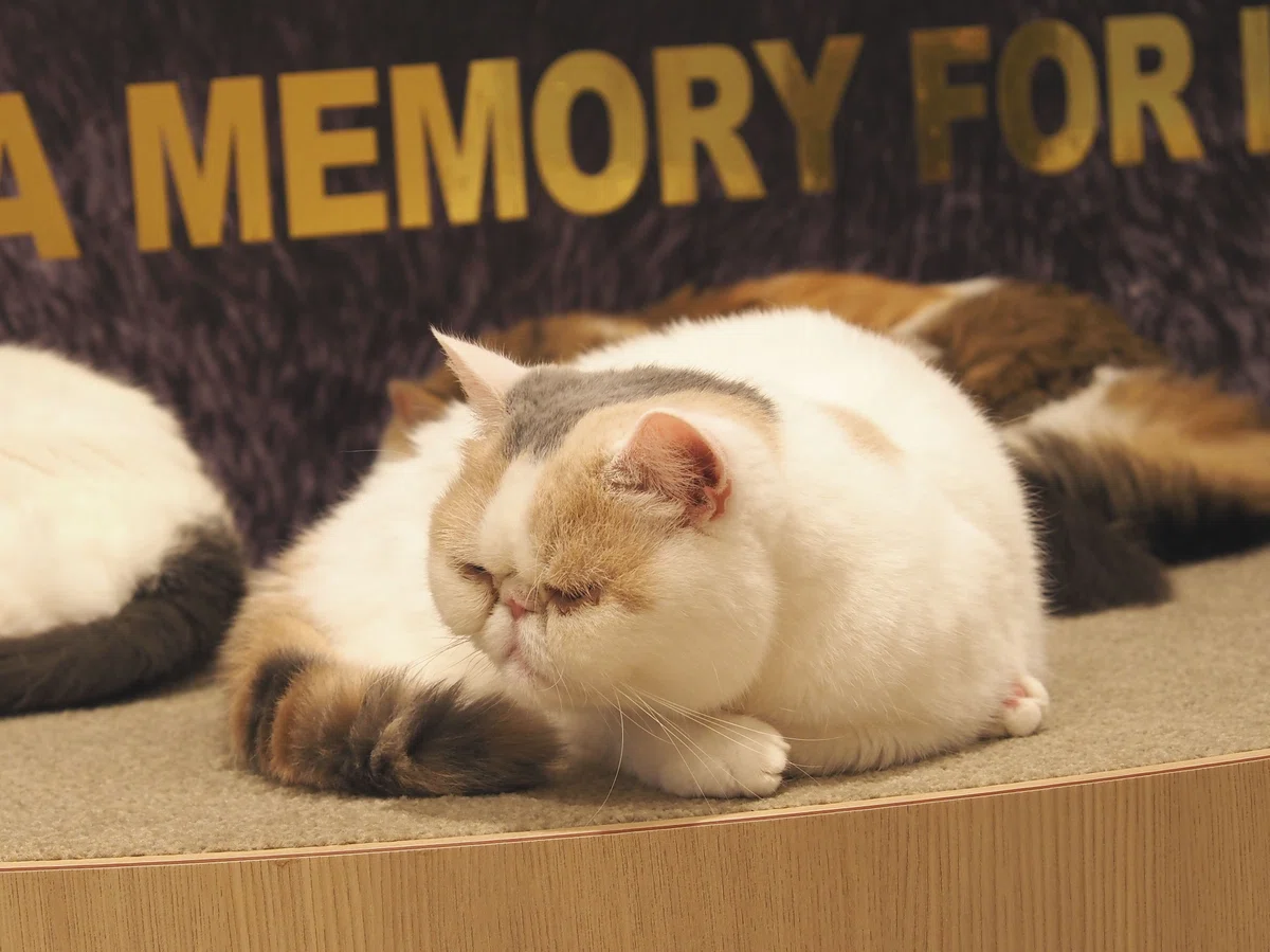 猫カフェ、MOCHA（モカ）の猫の写真１１