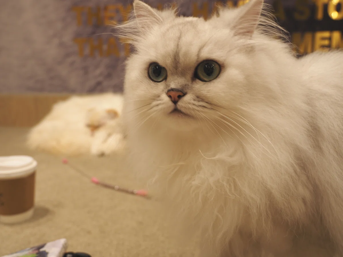 猫カフェ、MOCHA（モカ）の猫の写真１５