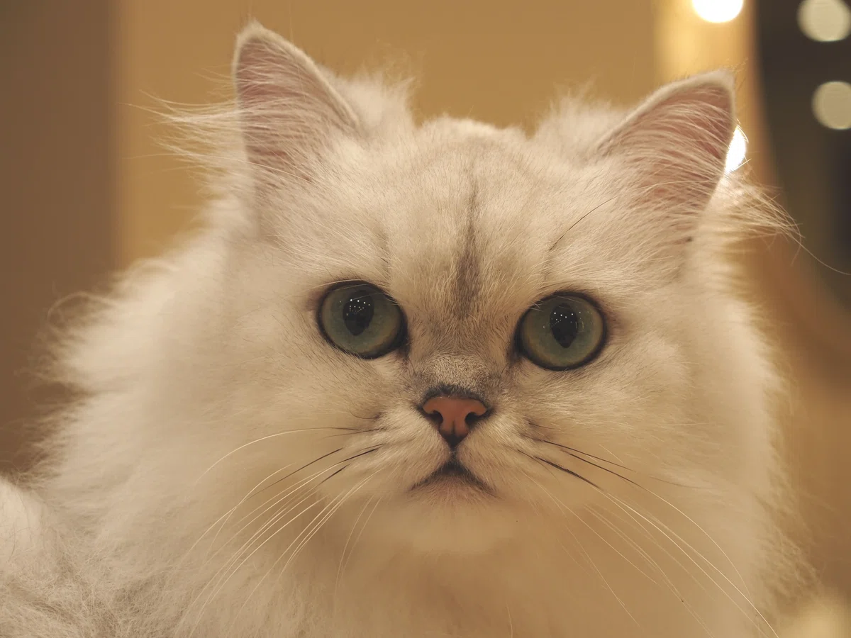 猫カフェ、MOCHA（モカ）の猫の写真１８