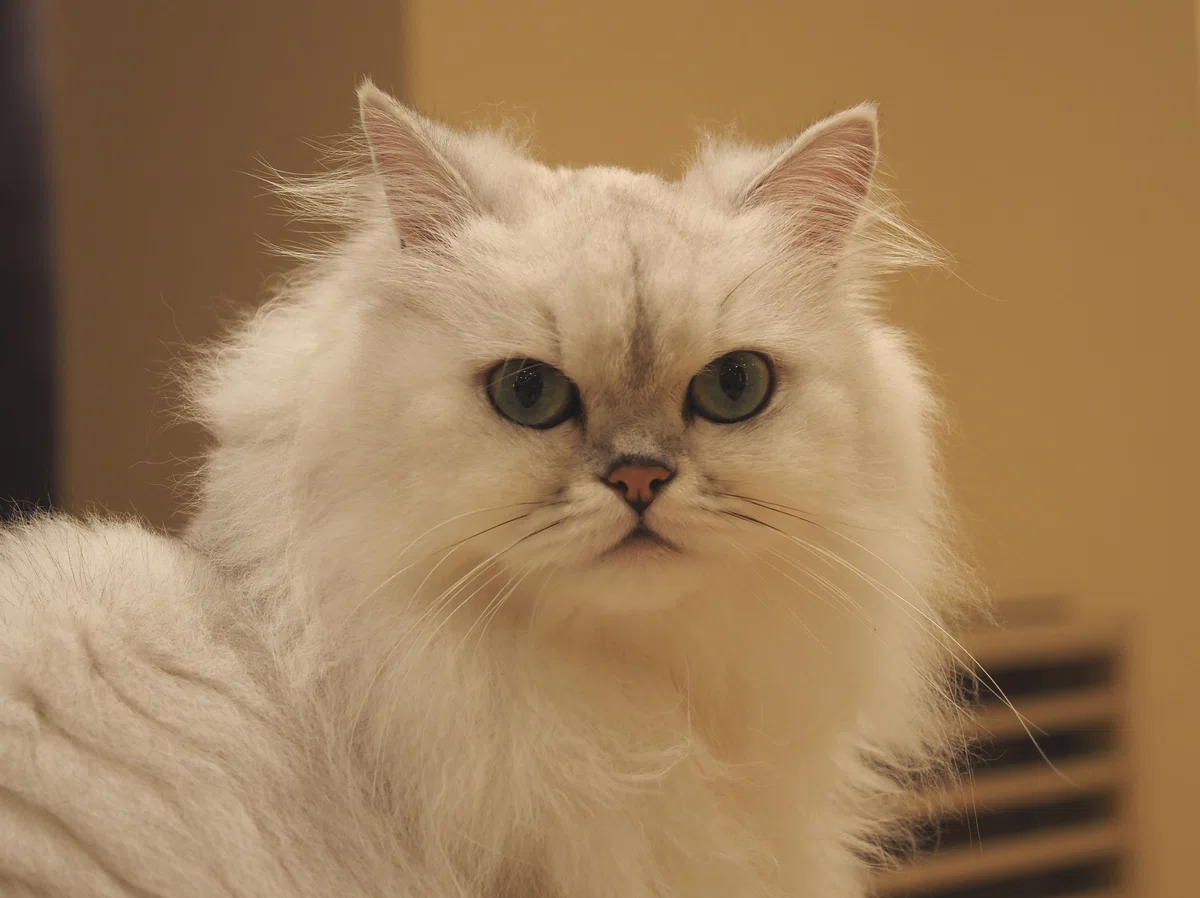 猫カフェ、MOCHA（モカ）の猫の写真１７