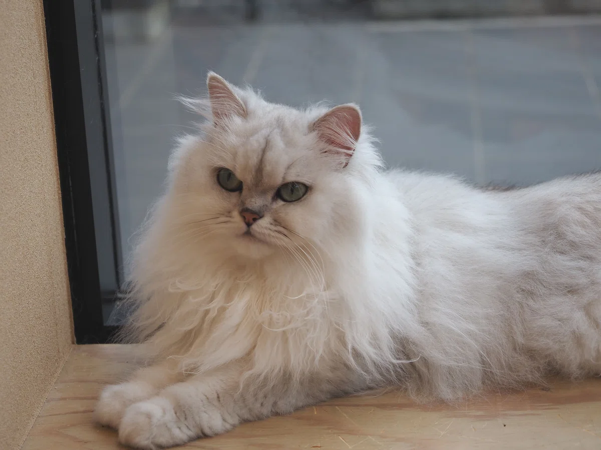 猫カフェ、MOCHA（モカ）の猫の写真１３