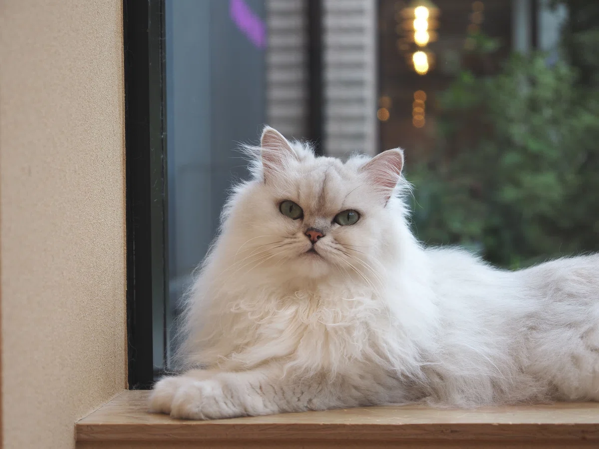 猫カフェ、MOCHA（モカ）の猫の写真１４
