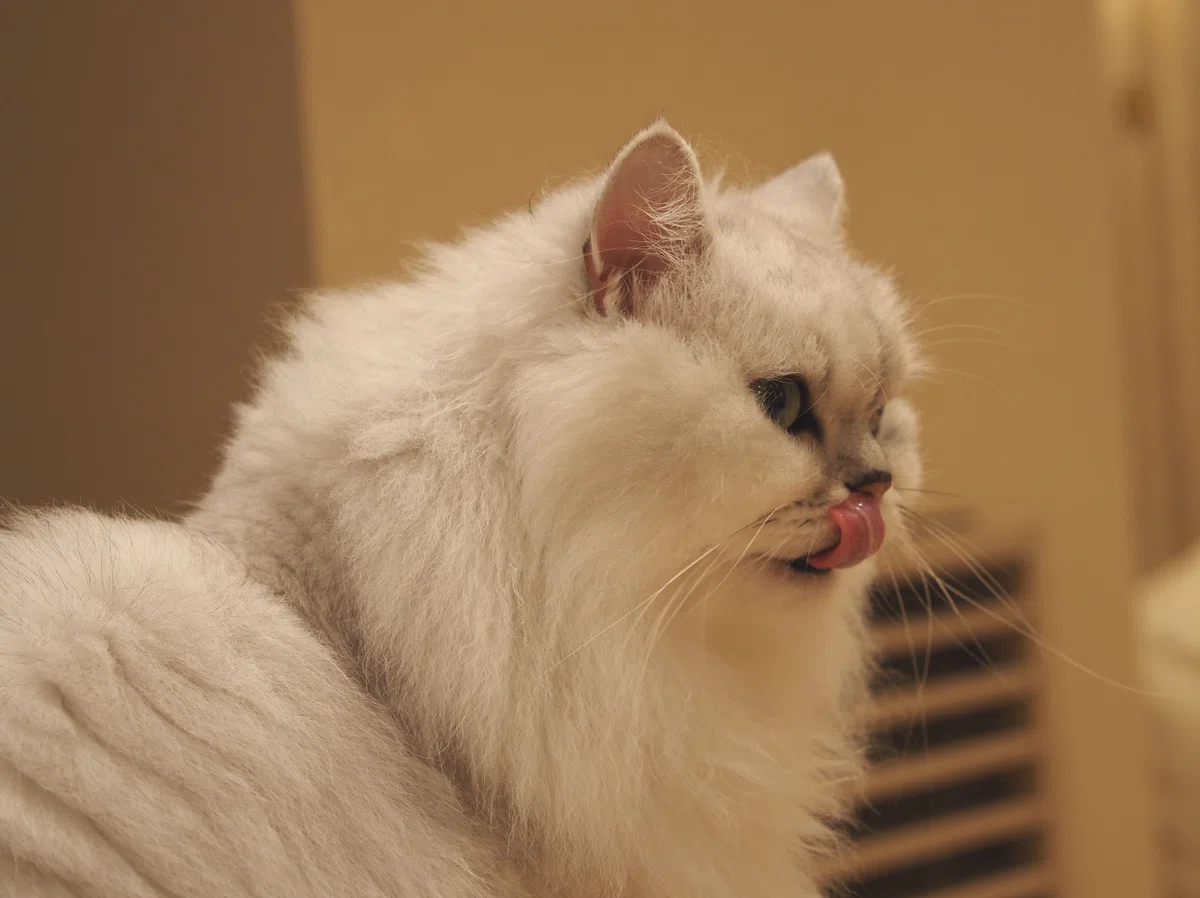 猫カフェ、MOCHA（モカ）の猫の写真１６