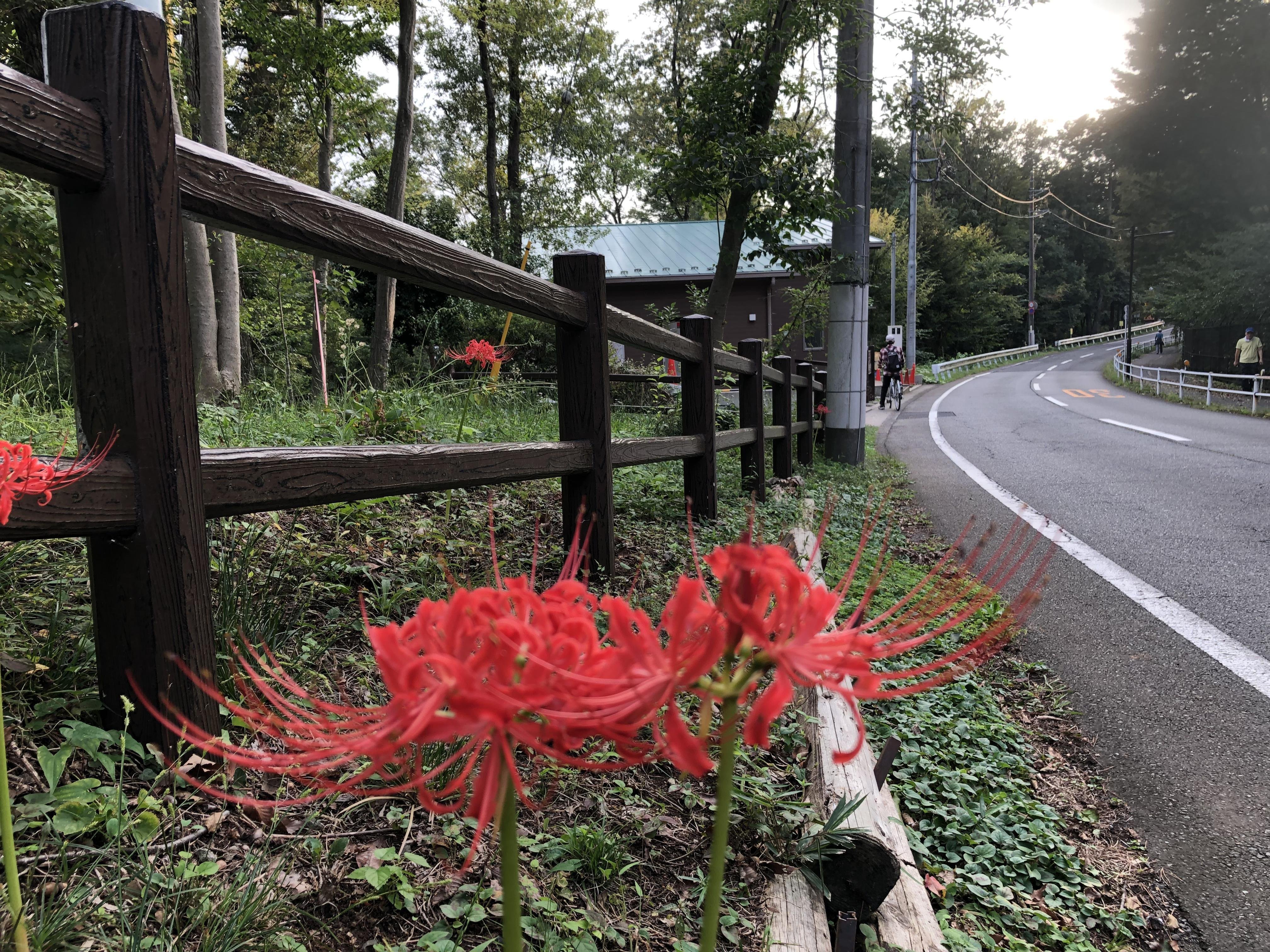 彼岸花🌸がようやく咲いた｜多摩湖77