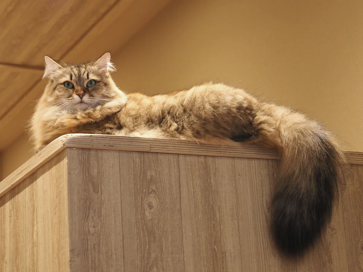 猫カフェ、MOCHA（モカ）の猫の写真２１