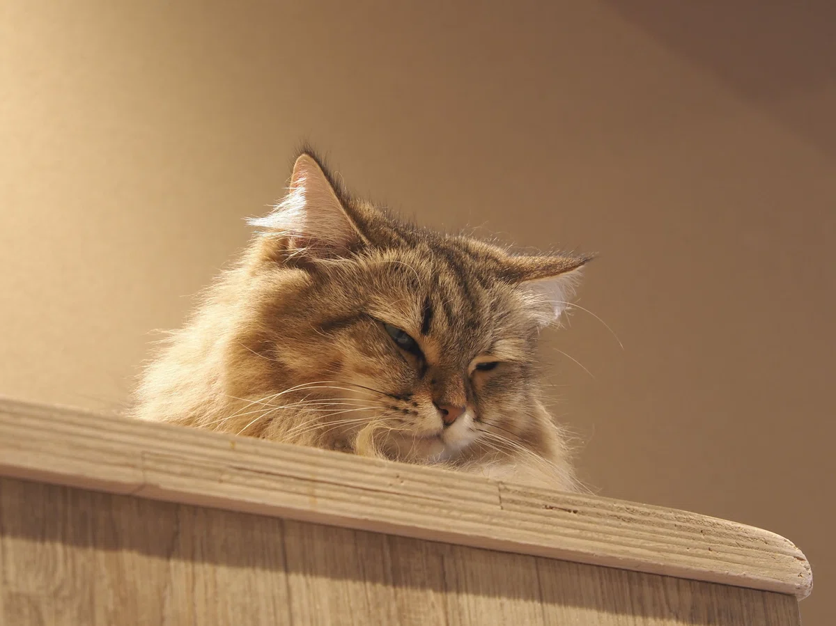 猫カフェ、MOCHA（モカ）の猫の写真２０