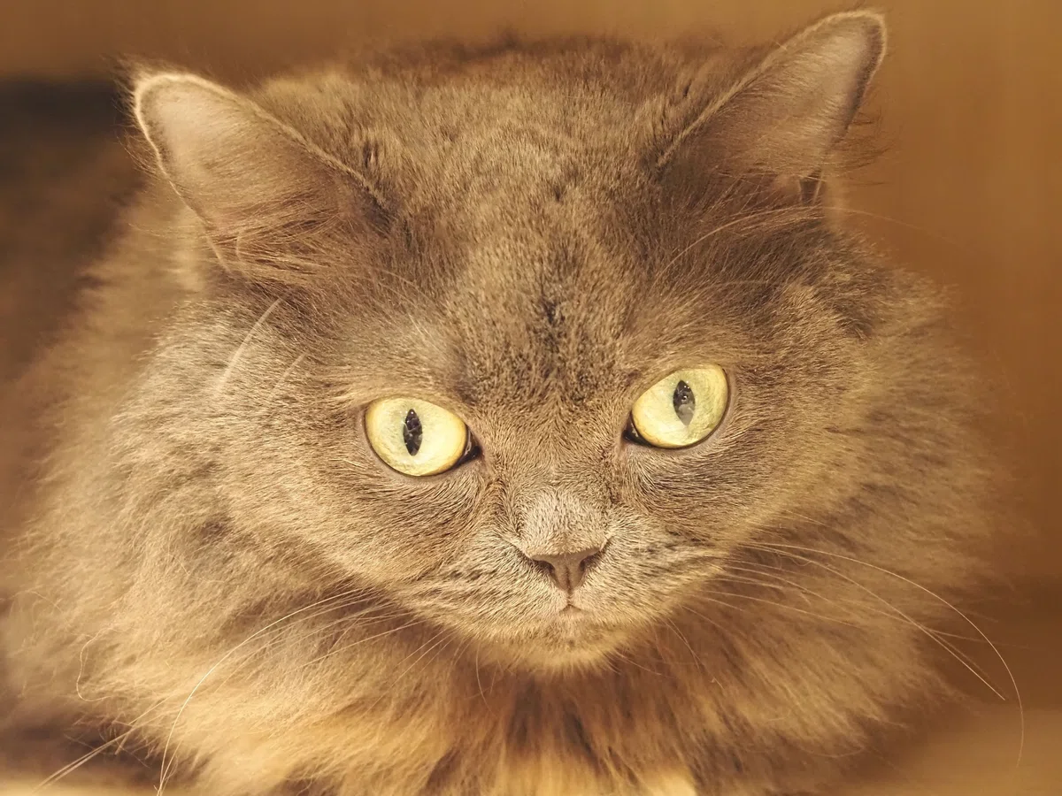 猫カフェ、MOCHA（モカ）の猫の写真２４