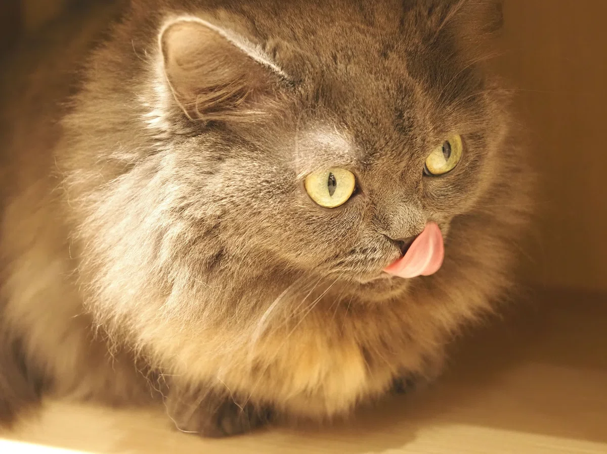 猫カフェ、MOCHA（モカ）の猫の写真２７