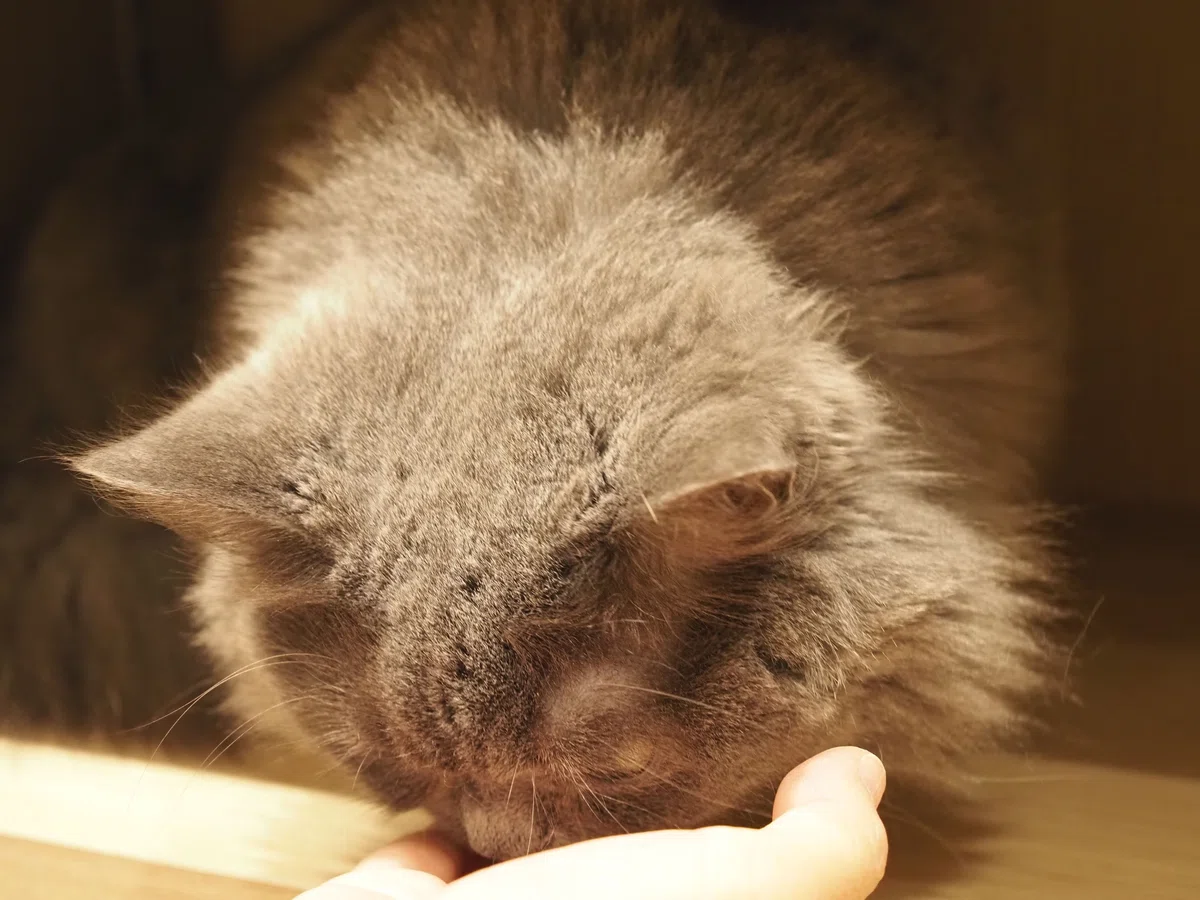 猫カフェ、MOCHA（モカ）の猫の写真２６
