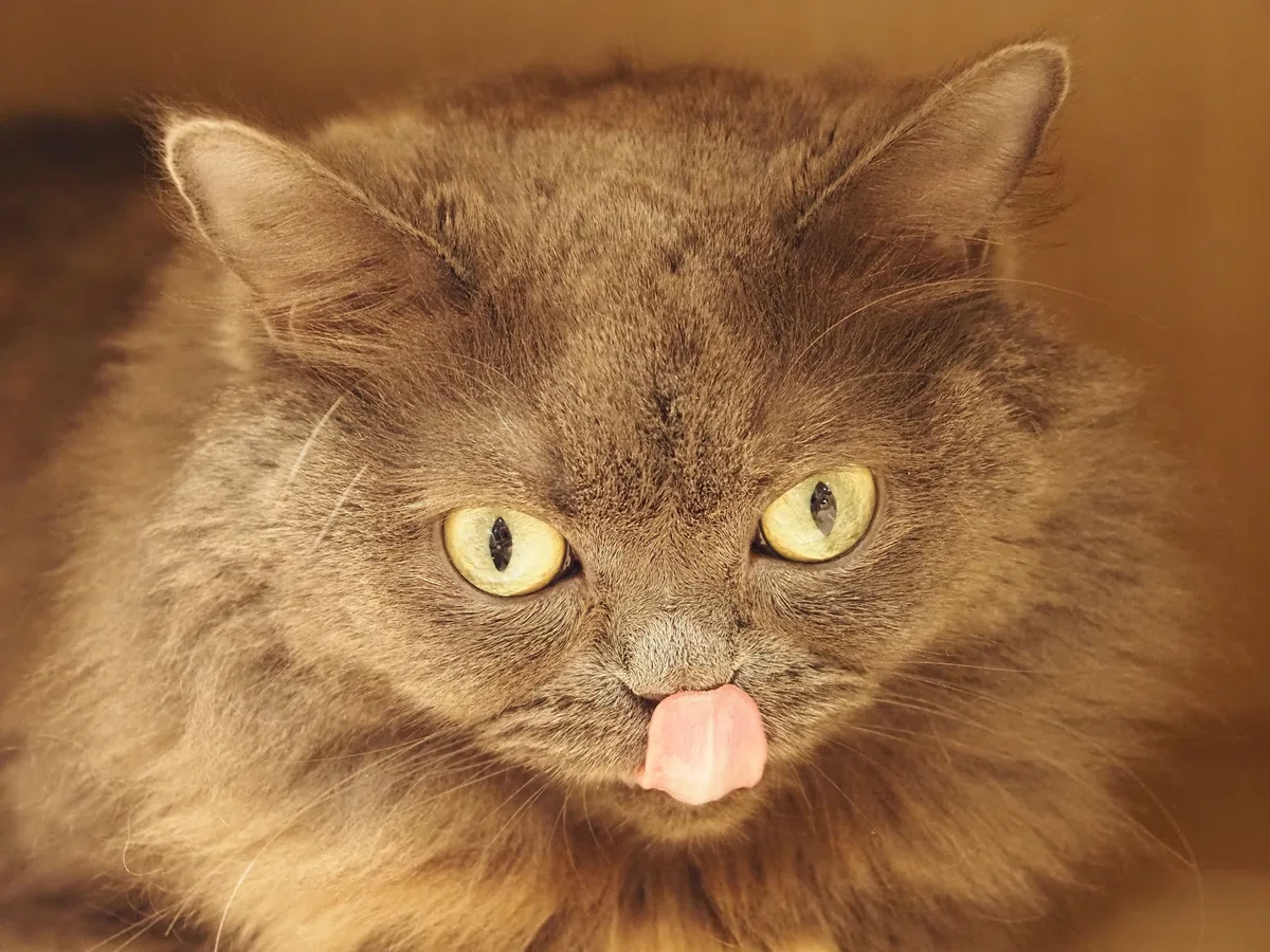 猫カフェ、MOCHA（モカ）の猫の写真２５