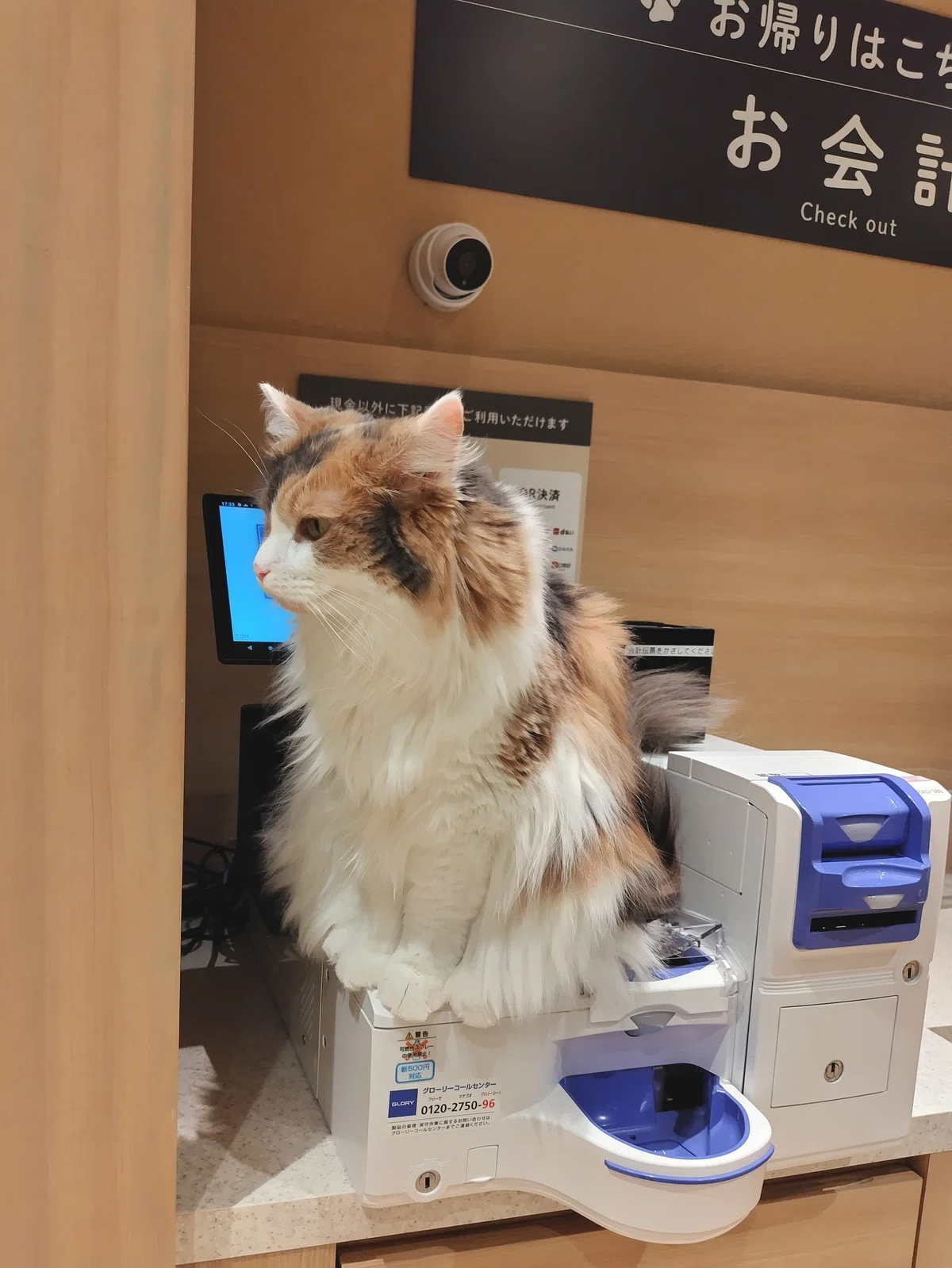 猫カフェ、MOCHA（モカ）の猫の写真８