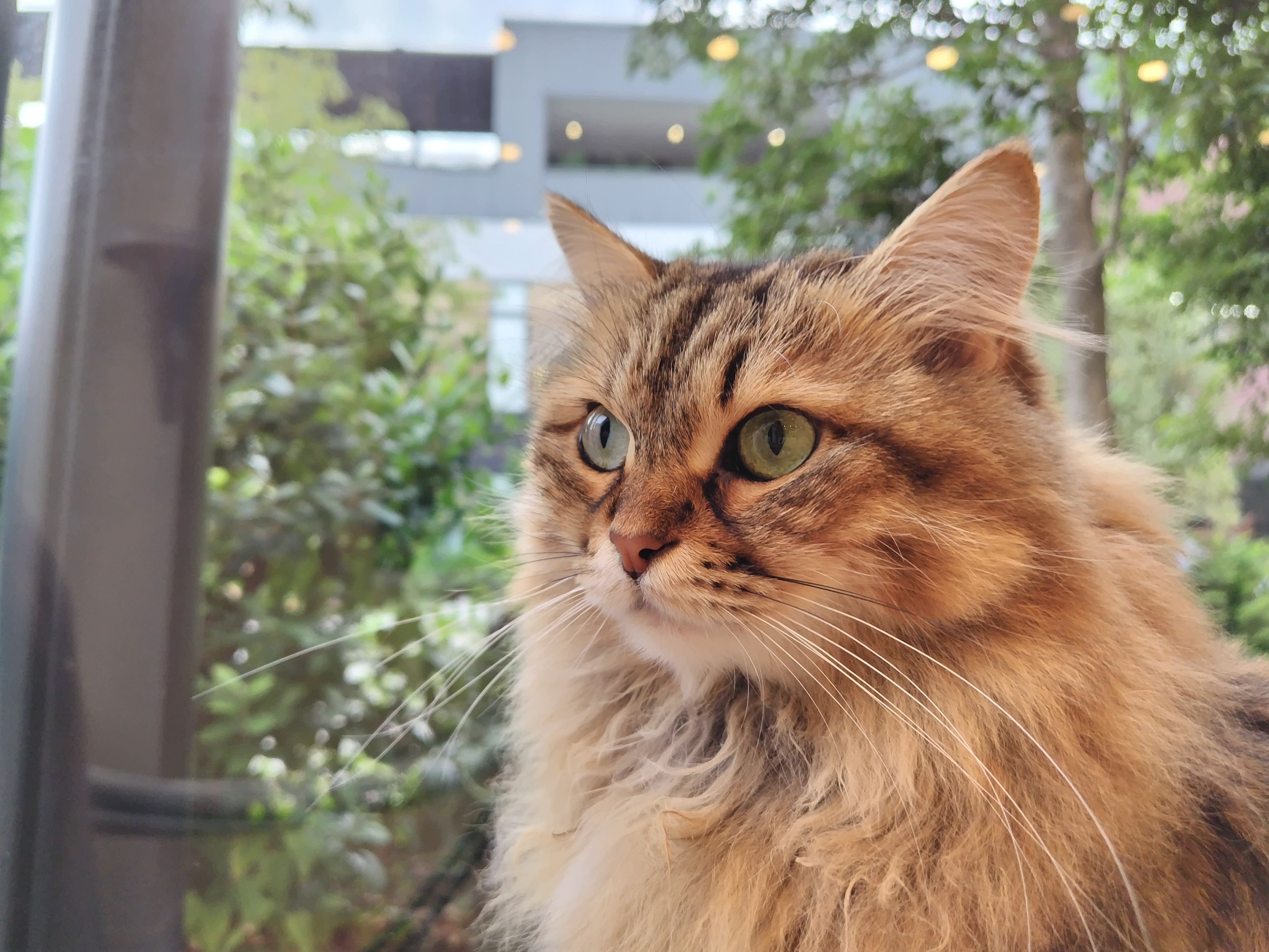 モモンガハウス(カフェ・猫) ボア茶   大サイズ(家族用)  2200円 モモンガハウス(カフェ・猫) ボア茶 大サイズ(家族用) 2200円