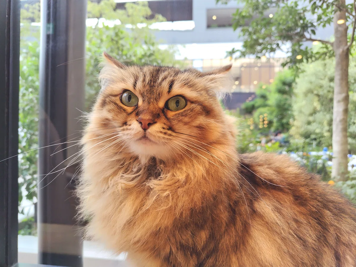 猫カフェ、MOCHA（モカ）の猫の写真２２