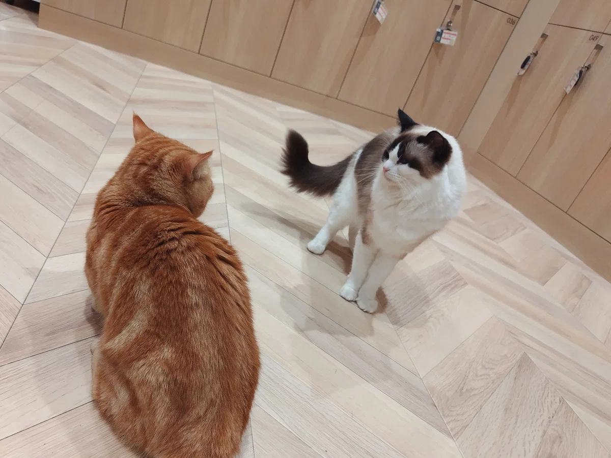 猫カフェ、MOCHA（モカ）の猫の写真２９