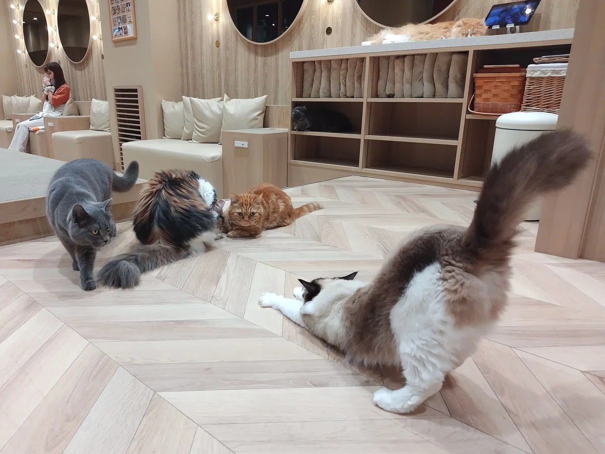 猫カフェ、MOCHA（モカ）の猫の写真２８