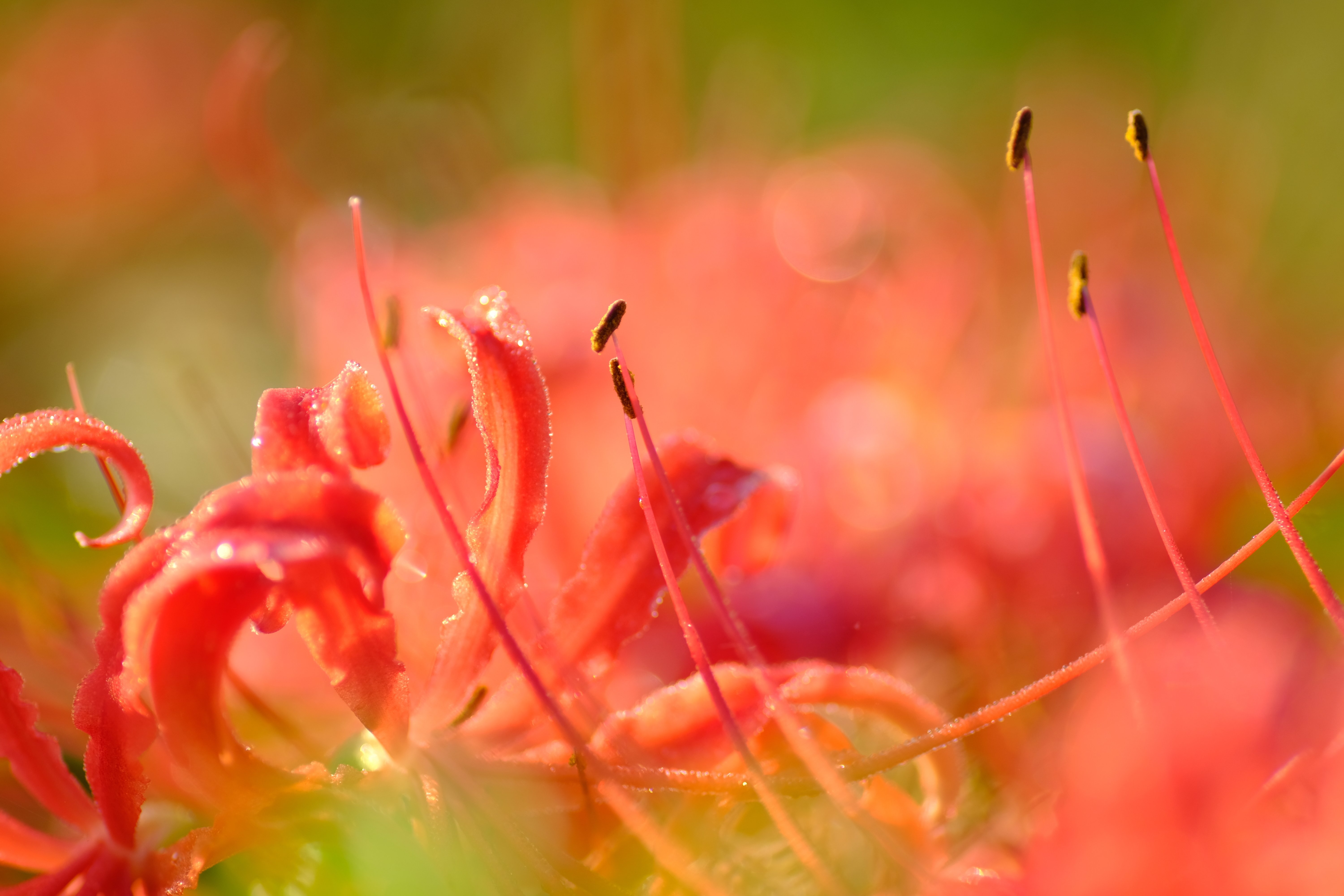 単焦点中望遠マクロ90mm F2.8 FE 90mm F2.8 Macroは風景撮影やスナップにも使える！ | 52weeks
