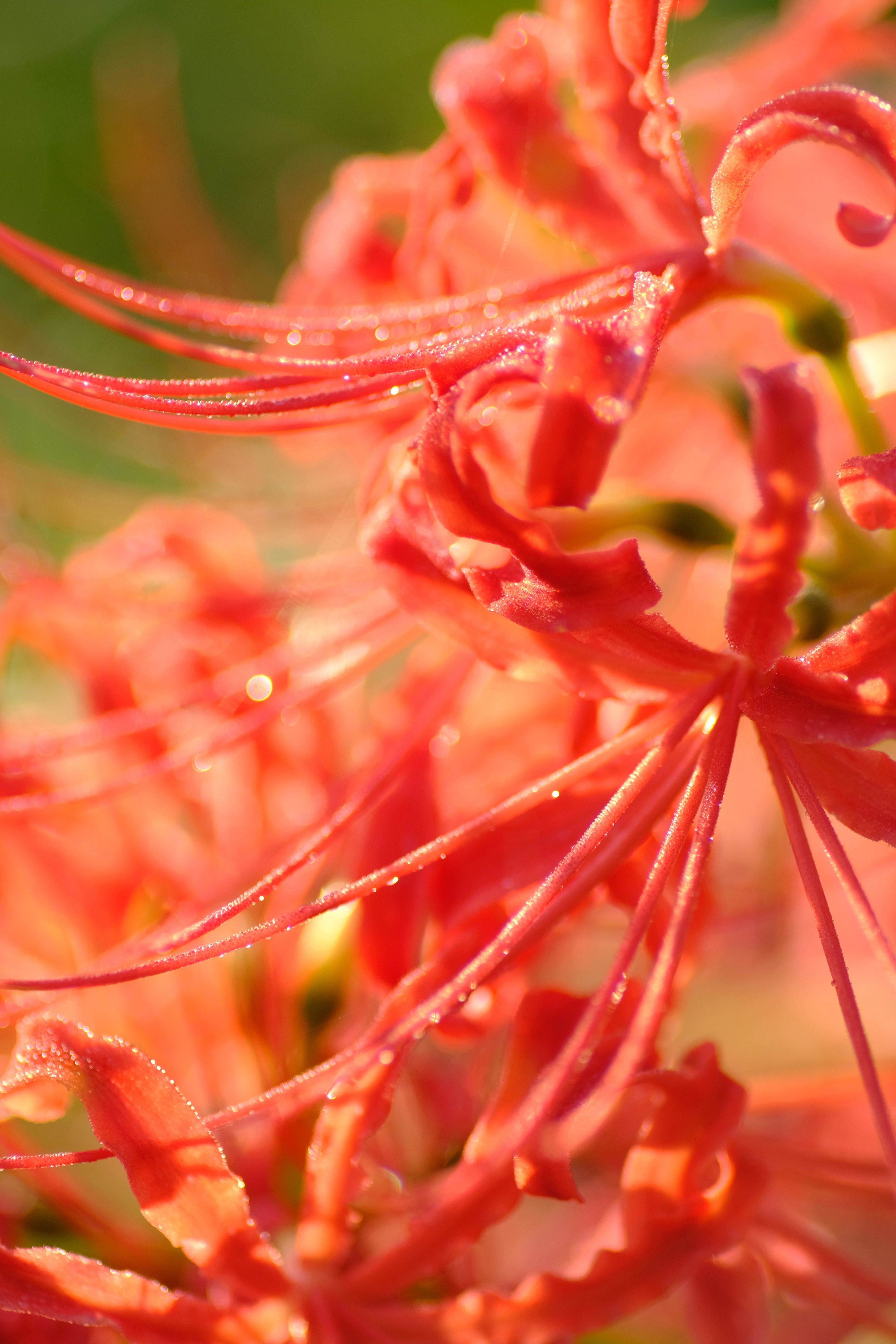 オールドレンズさんぽ：SIGMA AF 90mm f2.8 MACRO｜あき＠写真好きYouTuber
