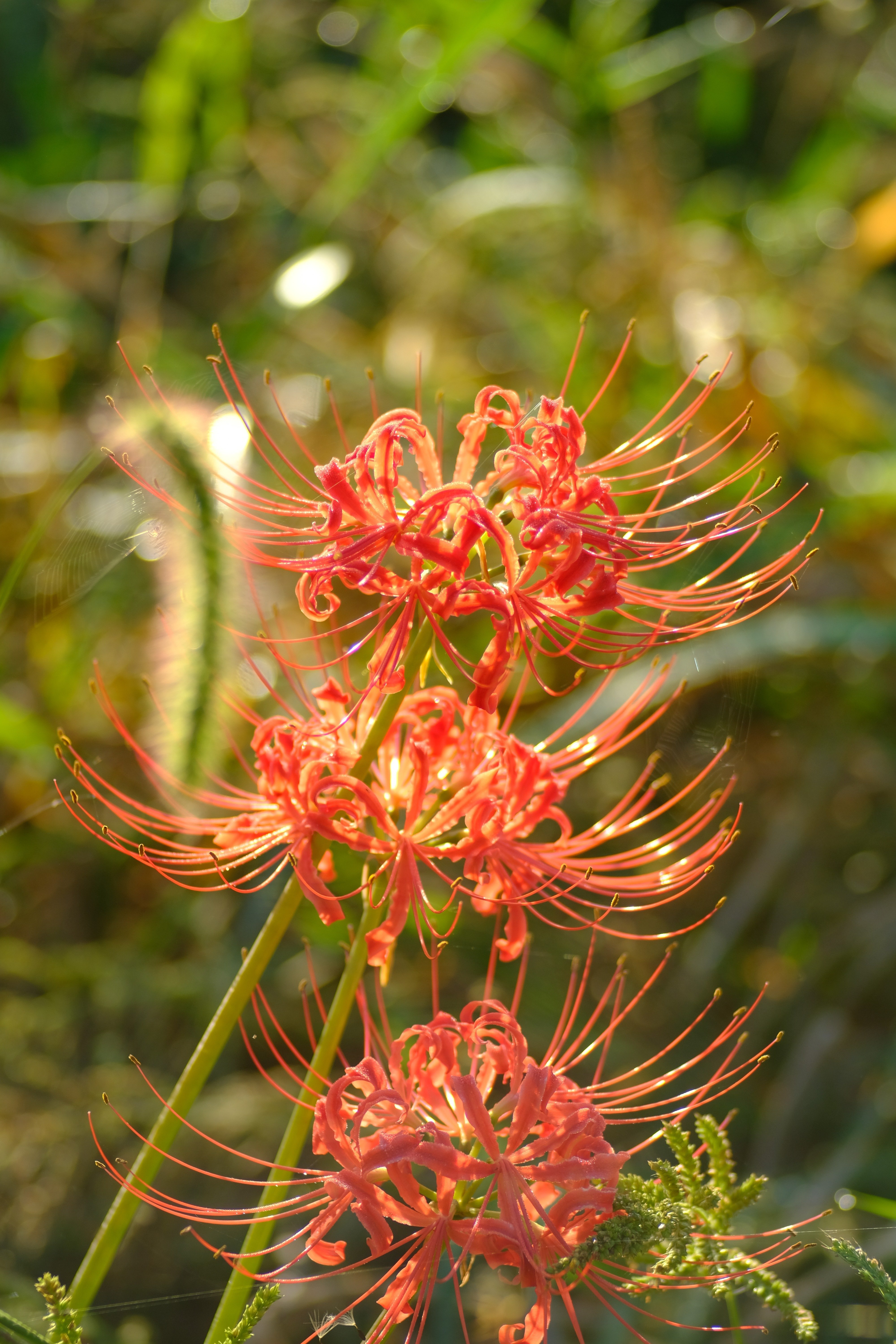 オールドレンズさんぽ：SIGMA AF 90mm f2.8 MACRO｜あき＠写真好きYouTuber