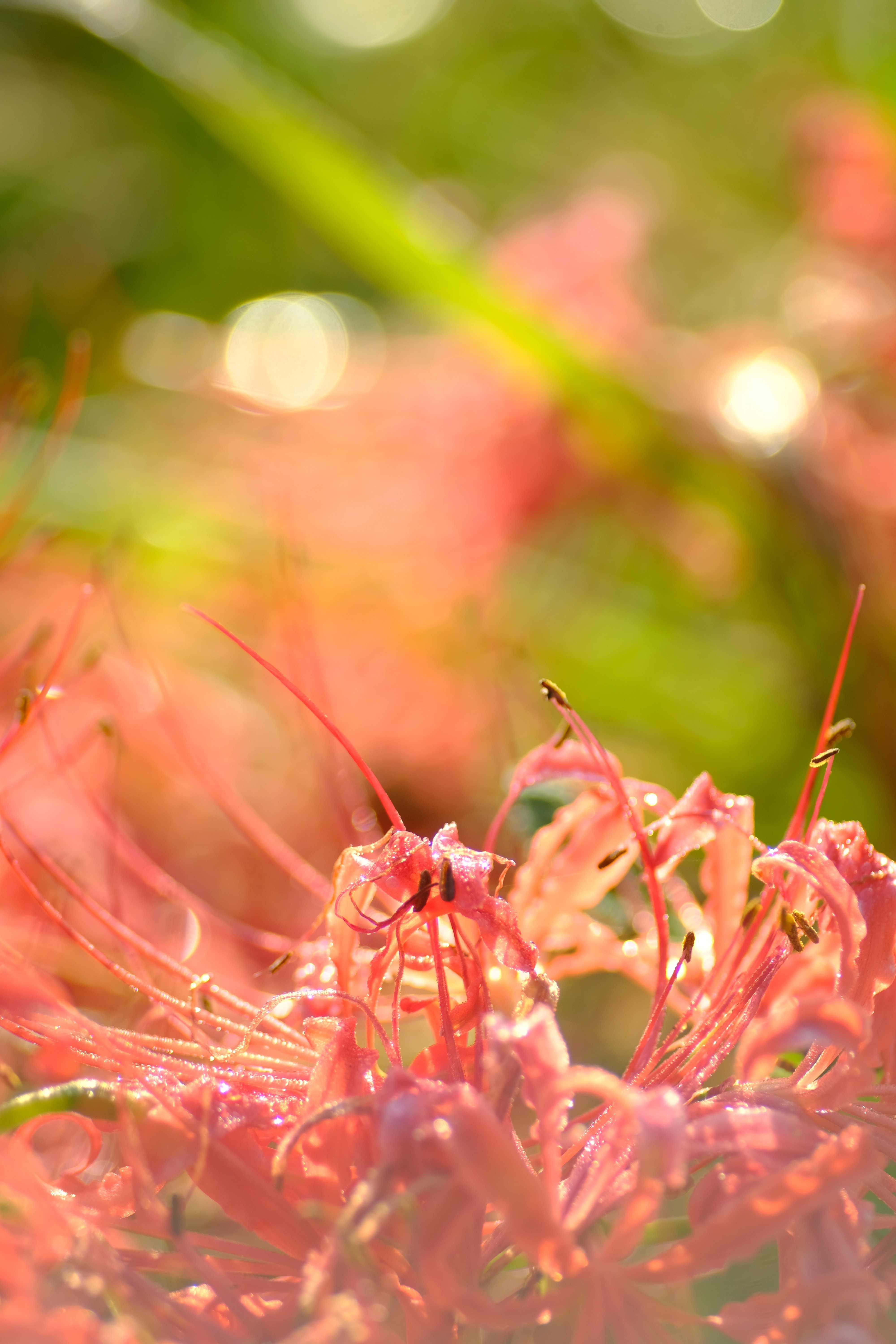 オールドレンズさんぽ：SIGMA AF 90mm f2.8 MACRO｜あき＠写真好きYouTuber