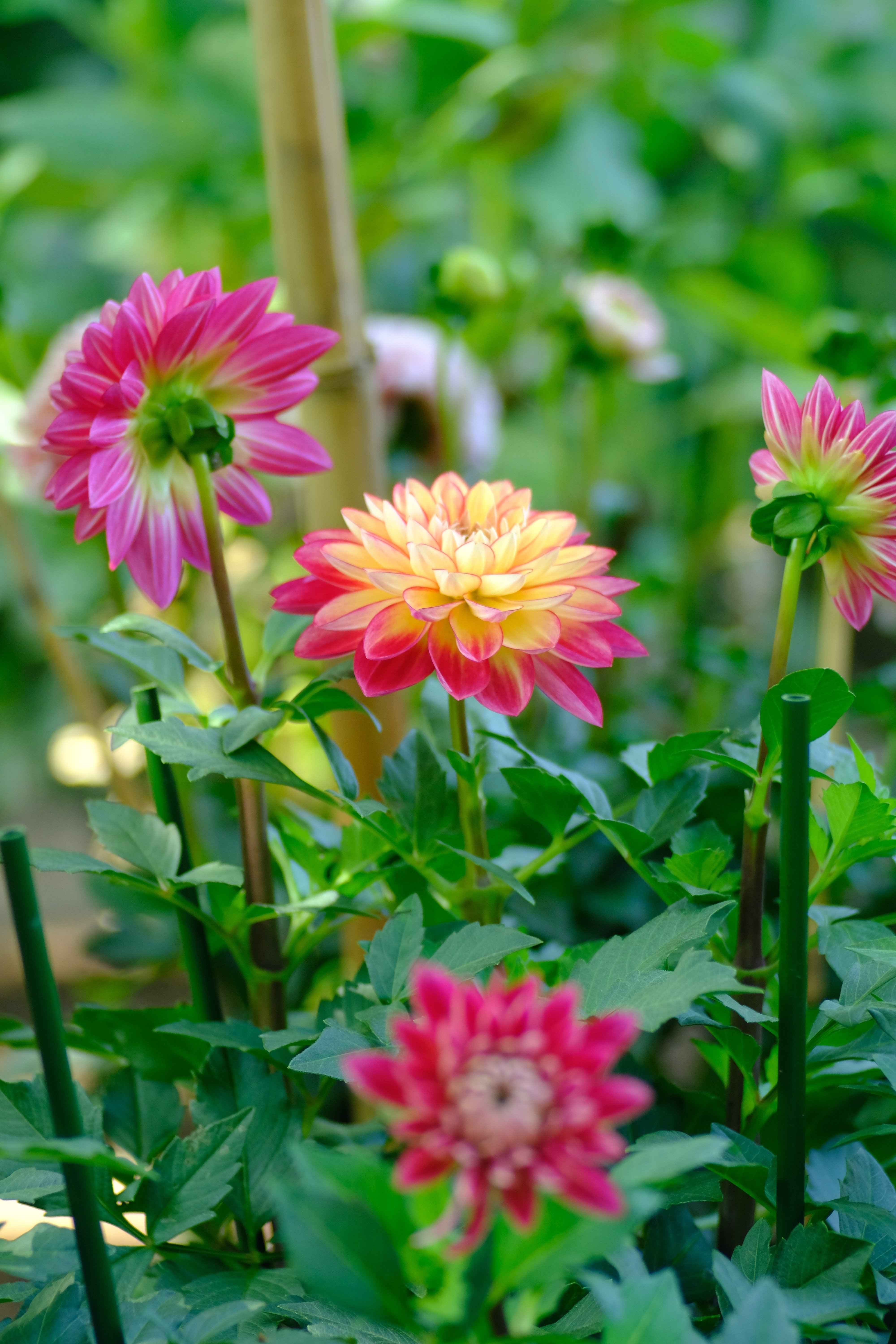 オールドレンズさんぽ：SIGMA AF 90mm f2.8 MACRO｜あき＠写真好きYouTuber