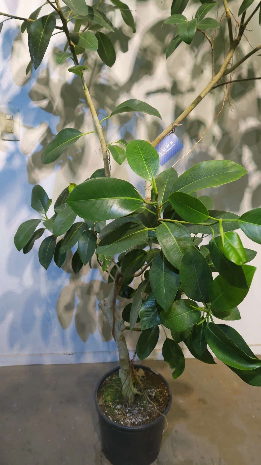 フランスゴム（フィカス ルビギノーサ）の育て方｜花屋のラフ