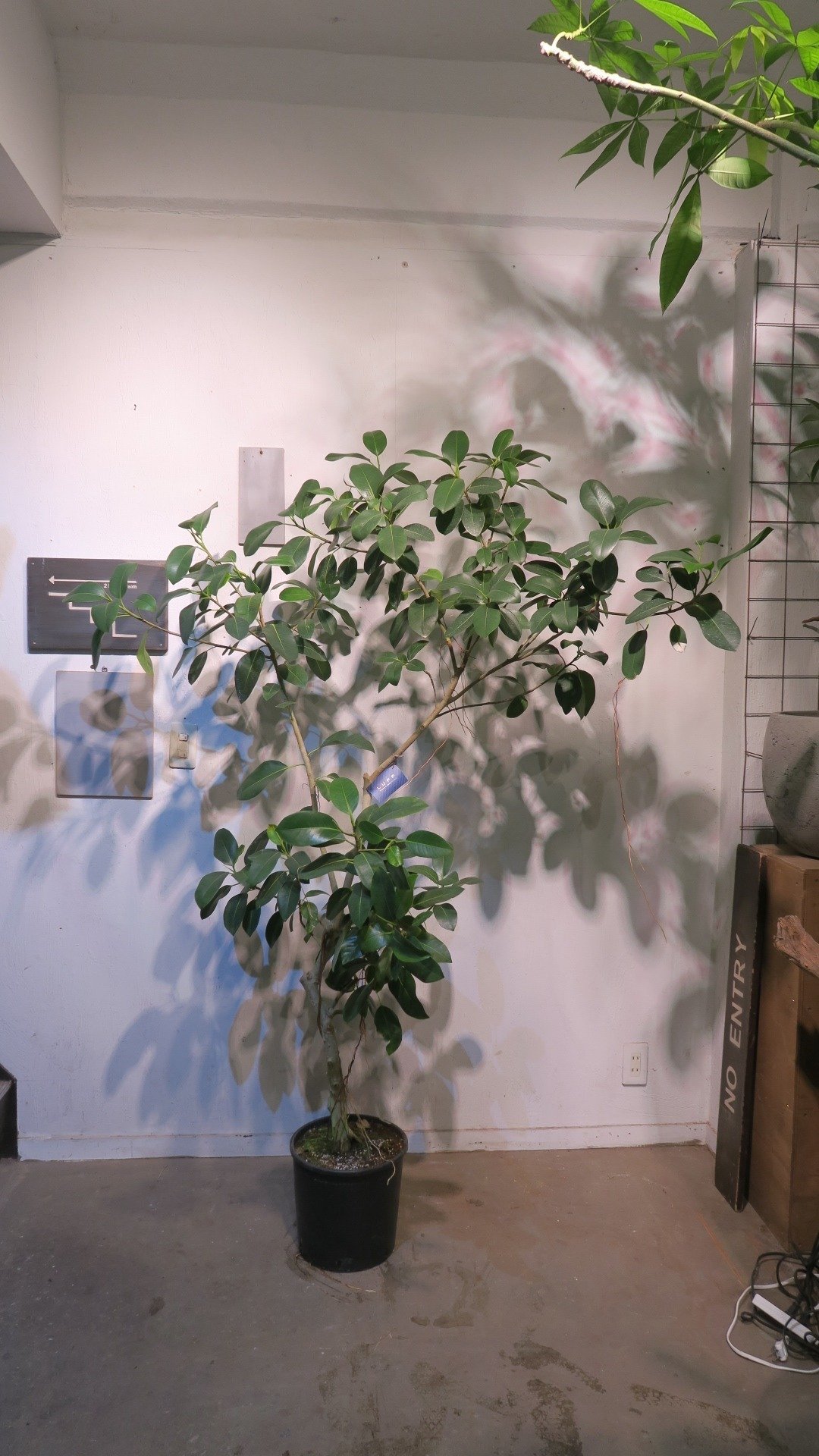 フランスゴムの木 フランスゴム ルビギノーサ 観葉植物 超幹太 7号鉢