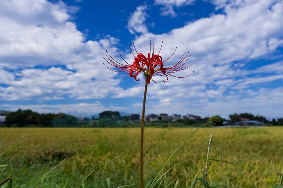 小出川の彼岸花【X-T5】｜borichan | 旅するカメラ