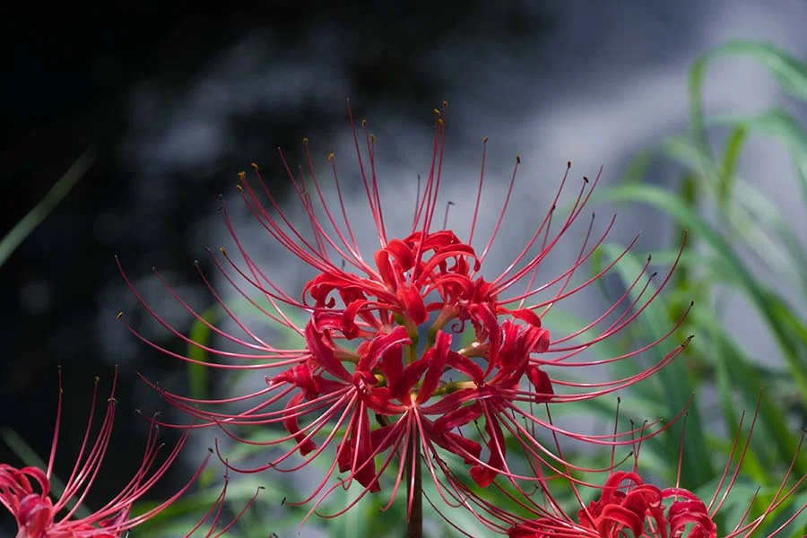 小出川の彼岸花【X-T5】｜borichan | 旅するカメラ