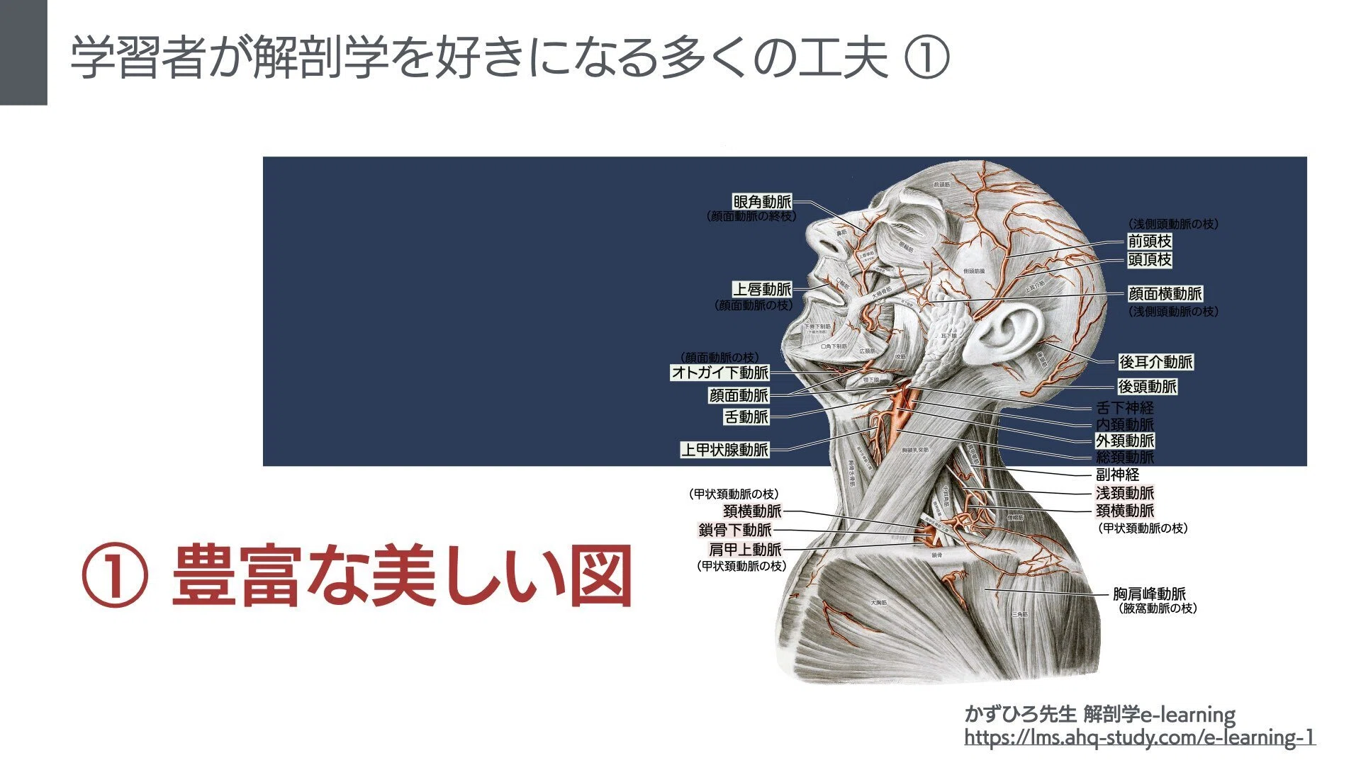 解剖学教育を次のレベルへ かずひろ解剖e-learning 学校向け包括