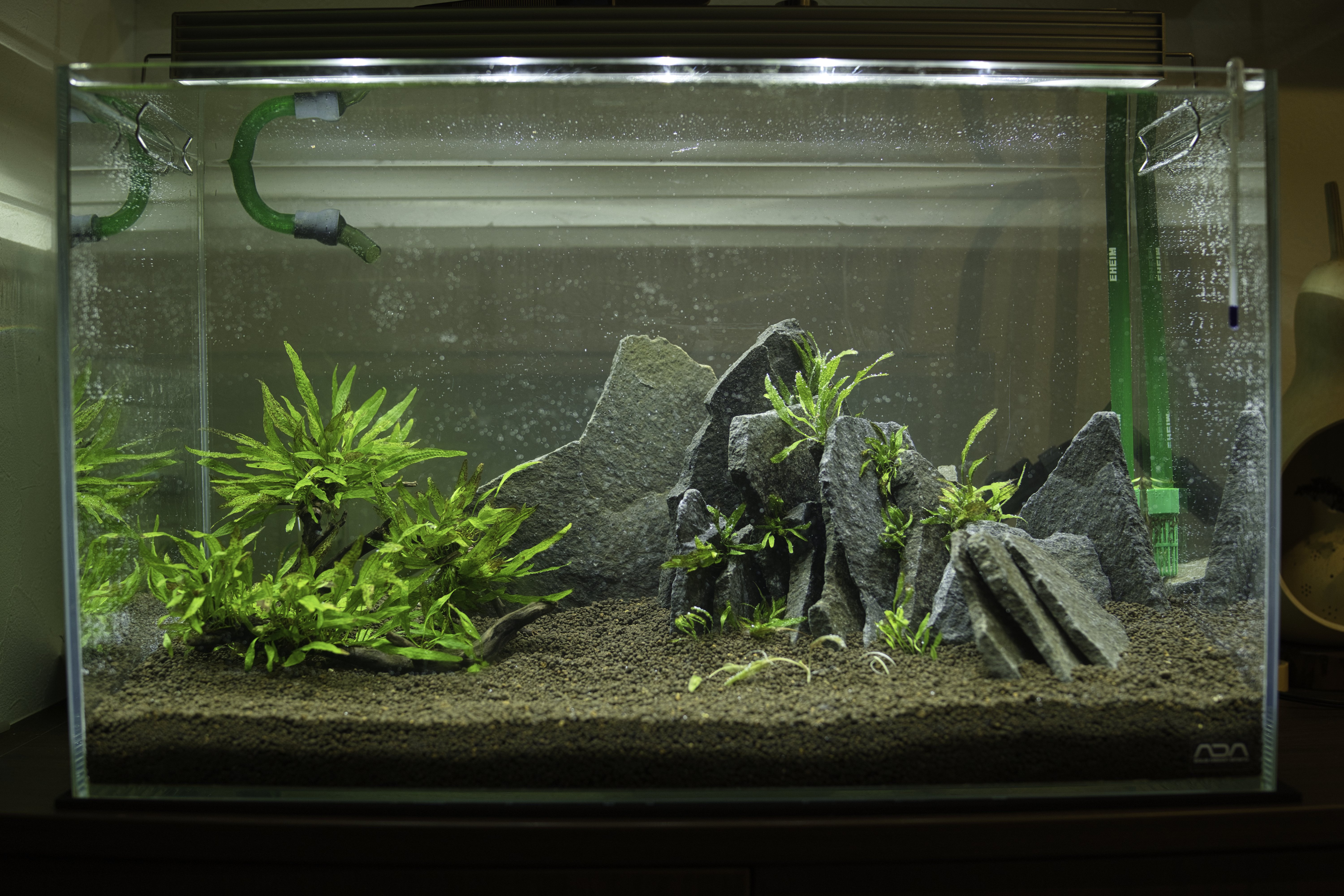 新規アクアリウム立ち上げ！｜なぽりたん！