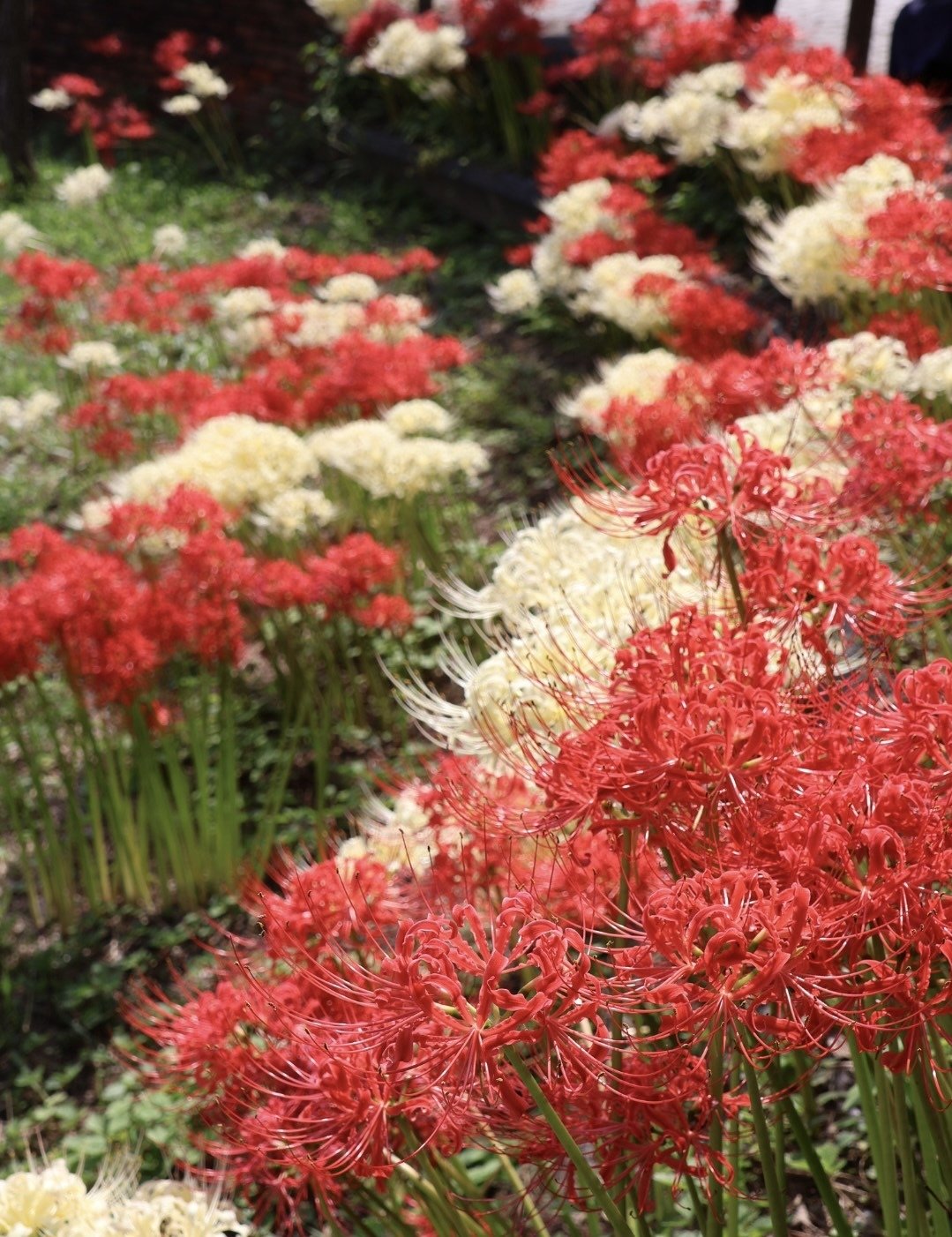 巾着田曼珠沙華公園】500万本のヒガンバナが彩る幻想的な風景と、1300